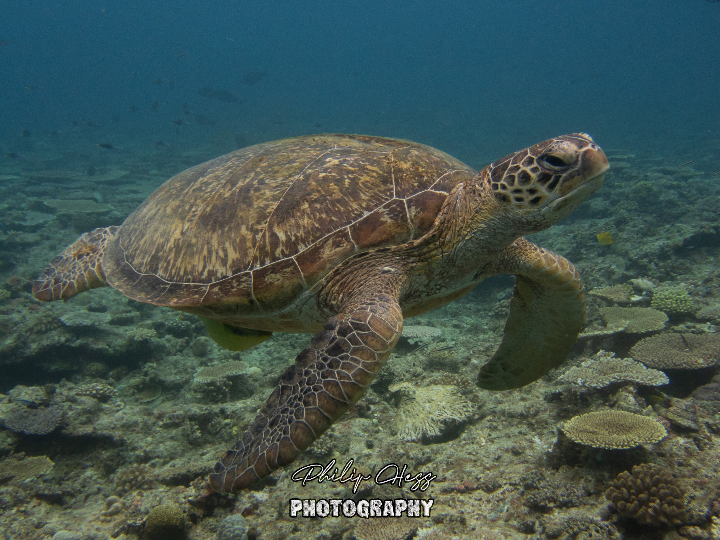 Green sea turtle
Manza - Okinawa Japan, June 8, 2024