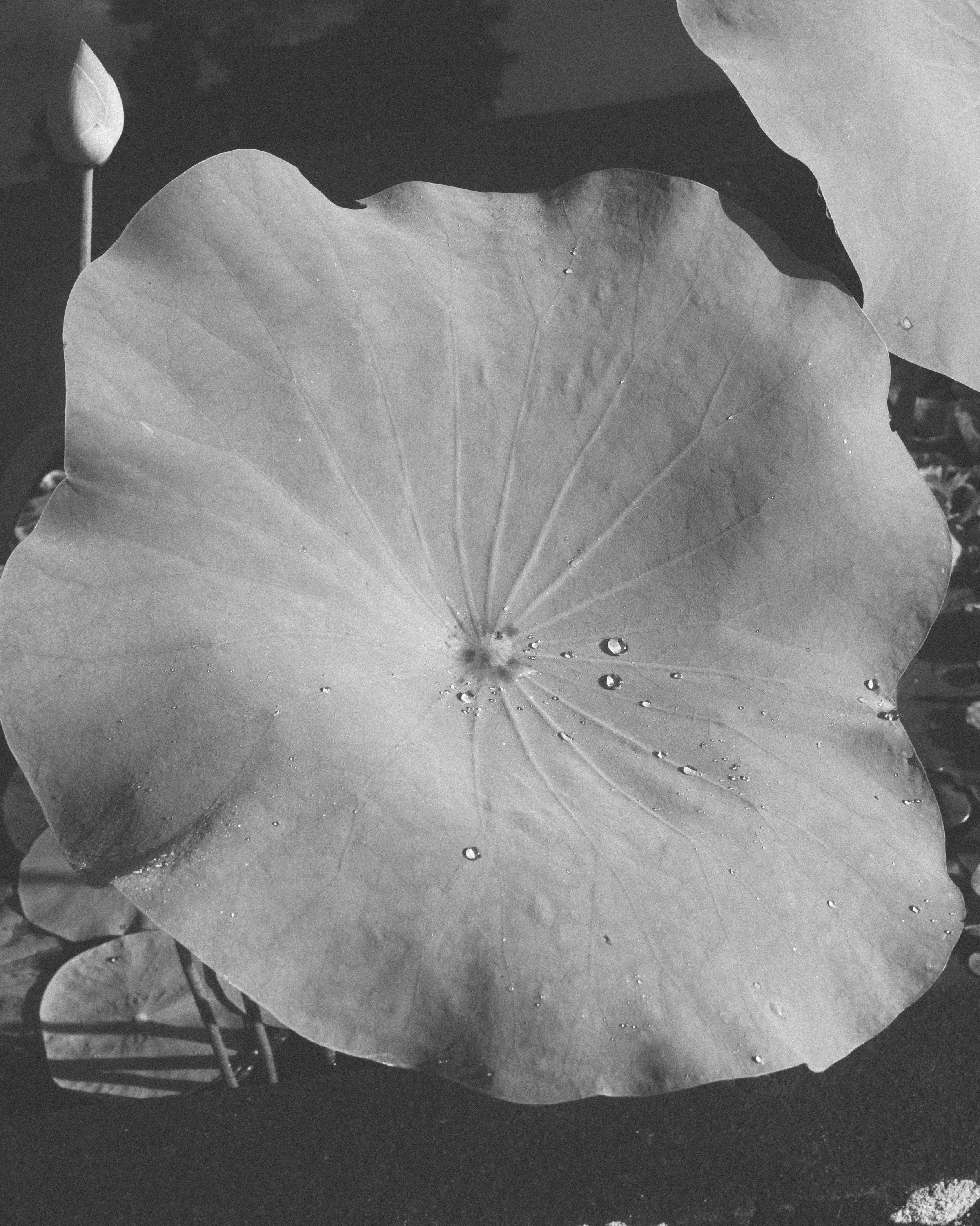 Black and white photograph of a large, circular lotus leaf with water droplets on its surface.