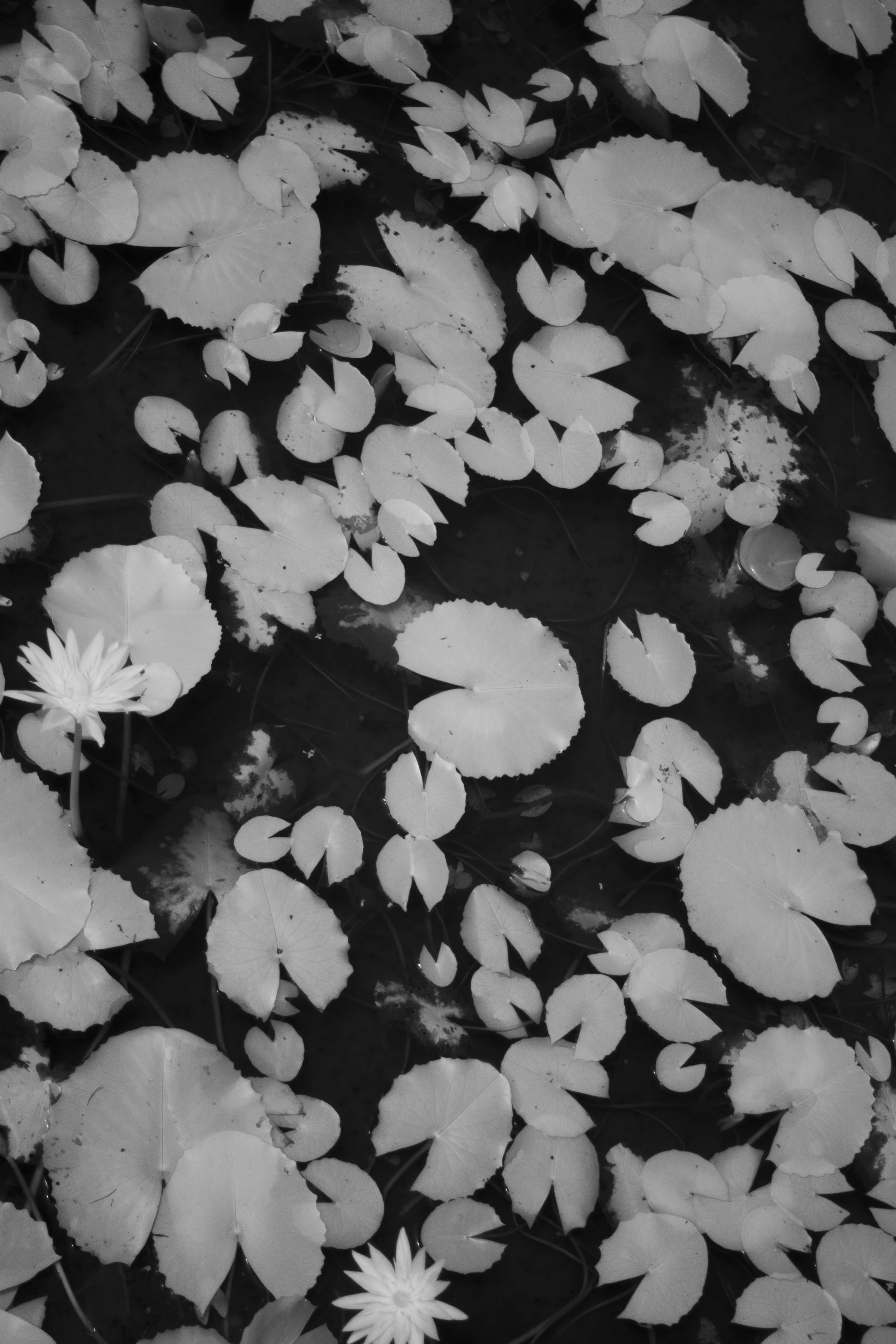 Black and white photo of water lilies and lily pads on a pond.
