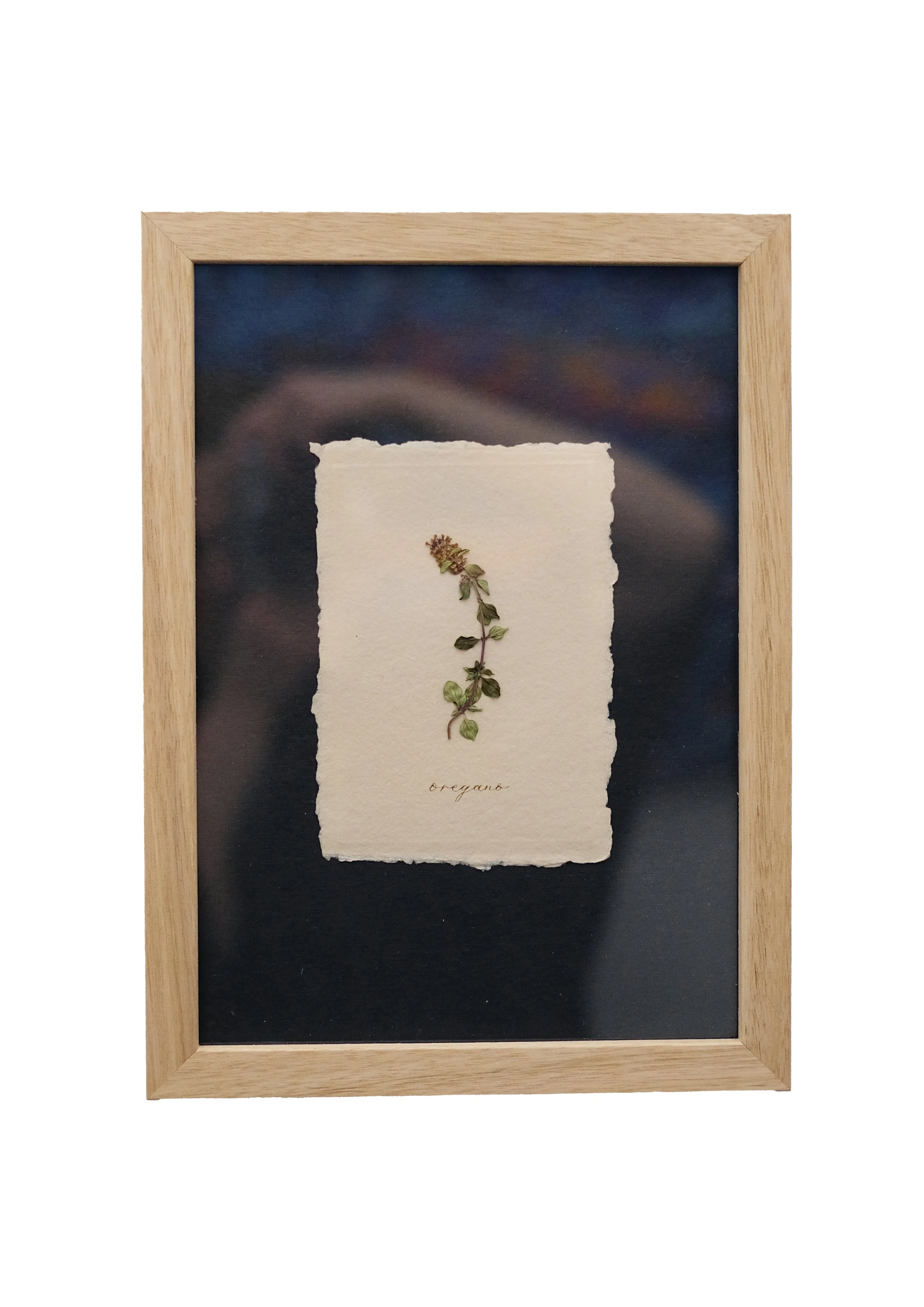 Oregano