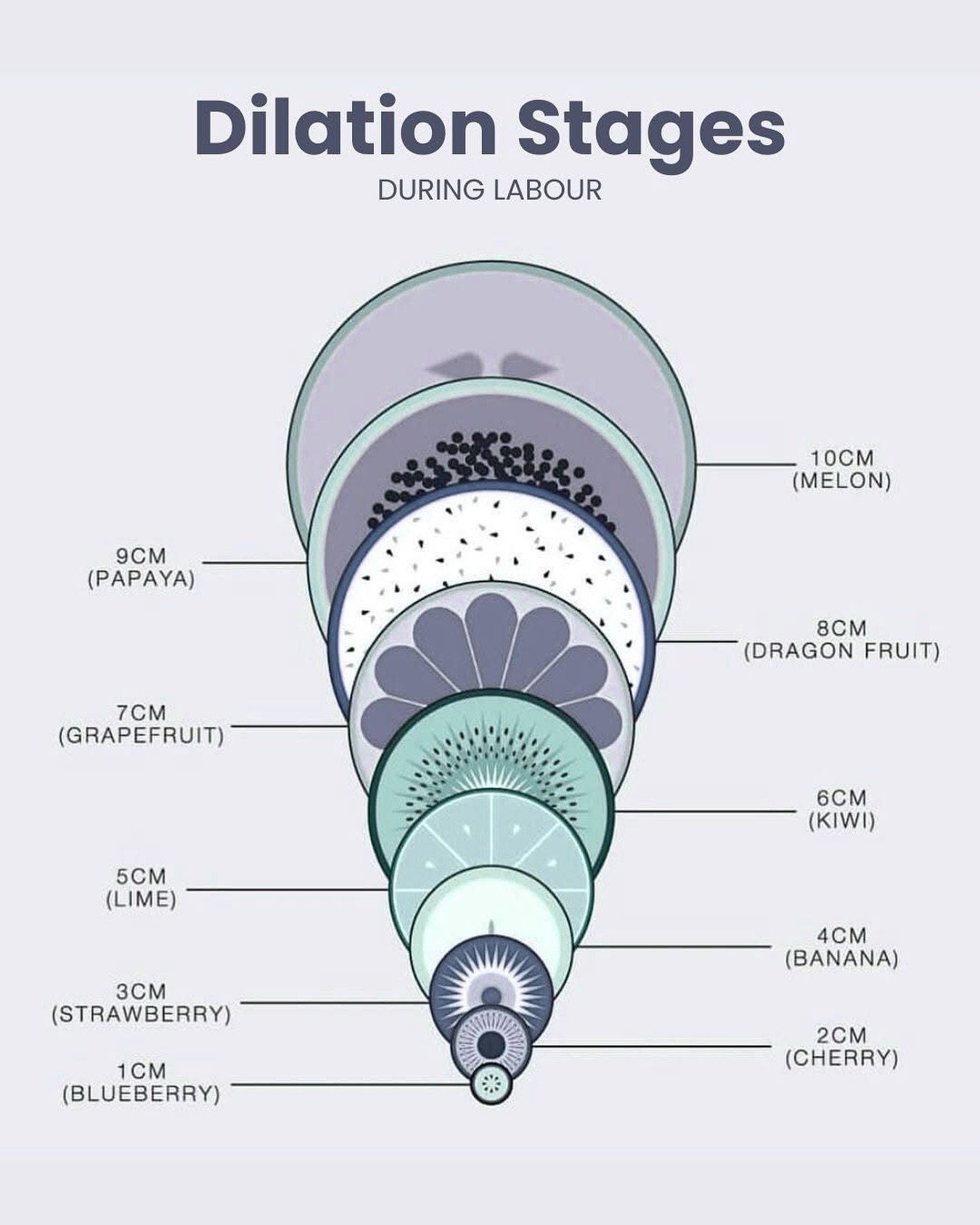 ✨ A wonderful visual showing the stages of dilation during labour. Women’s bodies are truly incredible 💫
Don’t you just love how much pregnancy education uses fruit and veggies to make it all easier to understand? 😂🍊🥑🍉
