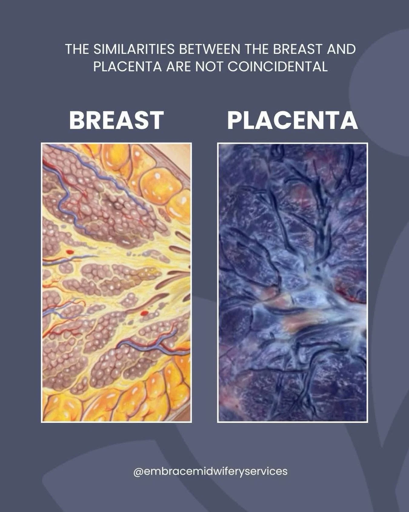 The breast and placenta share a beautiful similarity and it&rsquo;s no coincidence 🤍

Both are incredible, life-sustaining organs designed to nourish your baby.

During pregnancy, the placenta delivers oxygen, nutrients, and protection from within. 