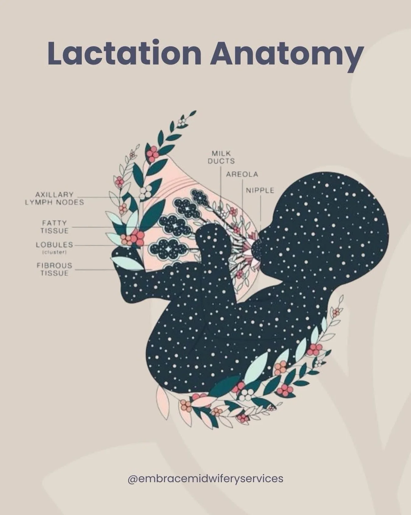 Breastfeeding is so much more than milk flowing from one place to another, it&rsquo;s a beautifully designed system working in harmony.

✨ Milk ducts transport milk from the lobules (where milk is made) to the nipple.
✨ Fatty and fibrous tissue give 