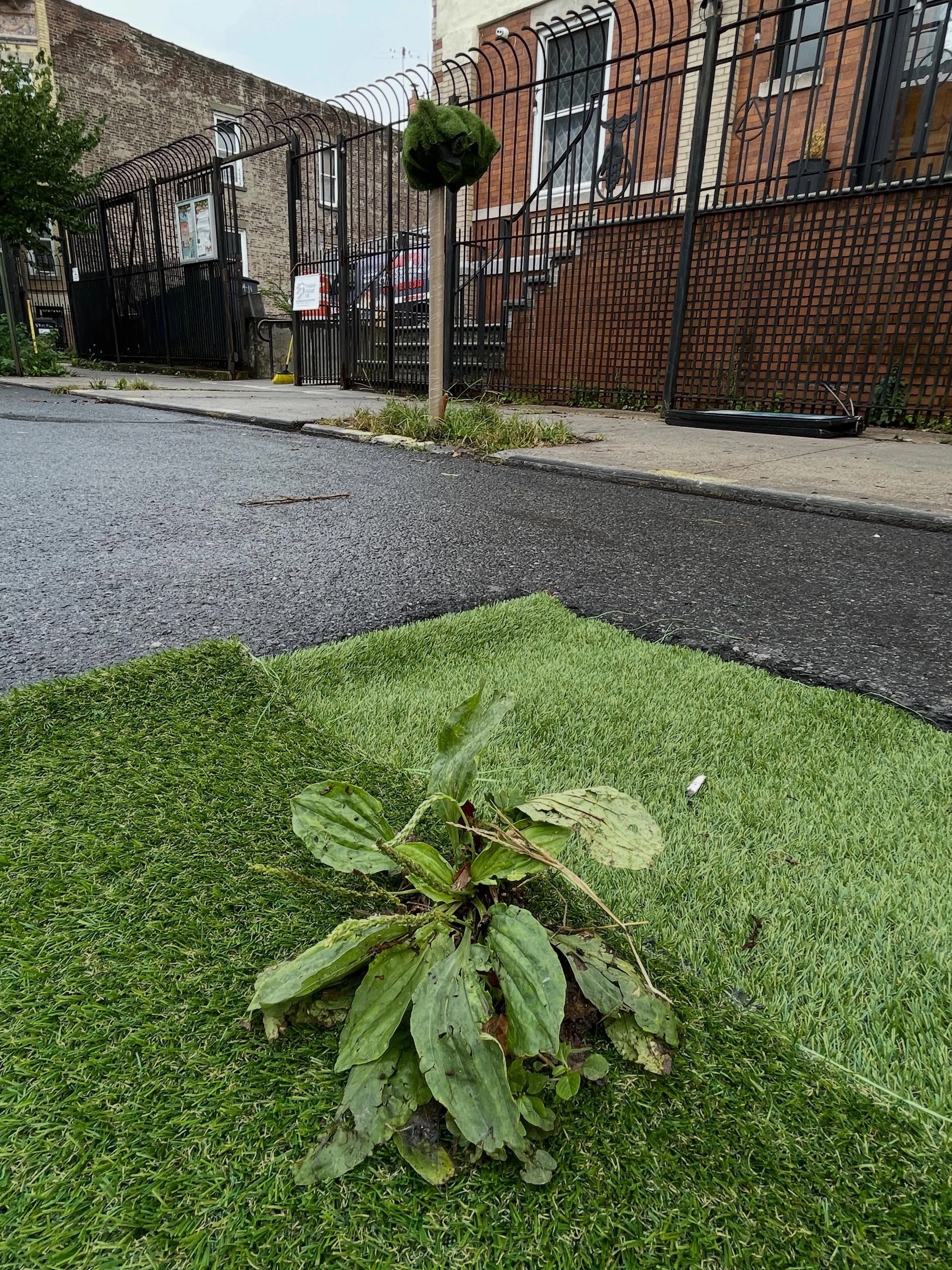 See Lisa Hein and Robert Seng&rsquo;s
 work at Tree bed 8

This weekend Sep 19 and 20
Map in bio

TREE-PEAT (Triple Turf) is a three-part garden made of living plants and TrafficMaster turf.  We begin with the material givens of weeds and astroturf, 