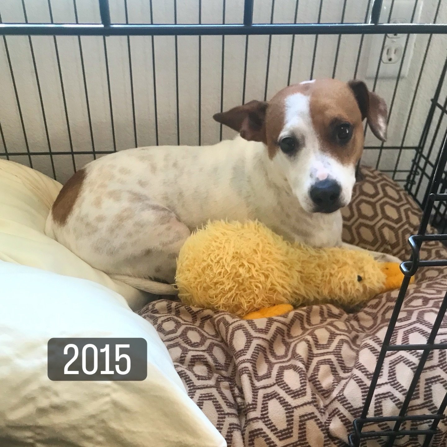 I&rsquo;ll miss you, Josey. I hope you have all the food you could ever eat and all the bunnies to chase (and also eat) ❤️🐶