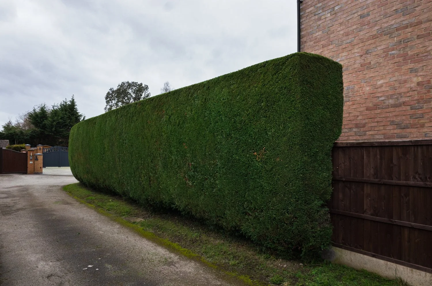 Trimming Leylandii in Aston-on-Trent