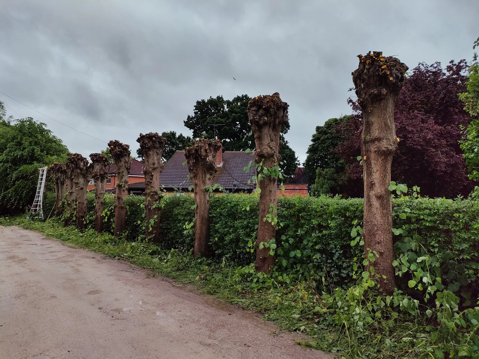 Lime Tree Pruning, Littleover