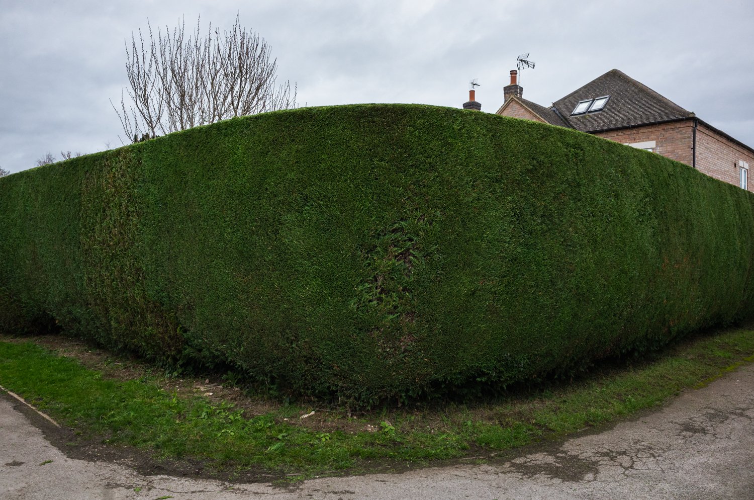 Trimming Leylandii in Aston-on-Trent