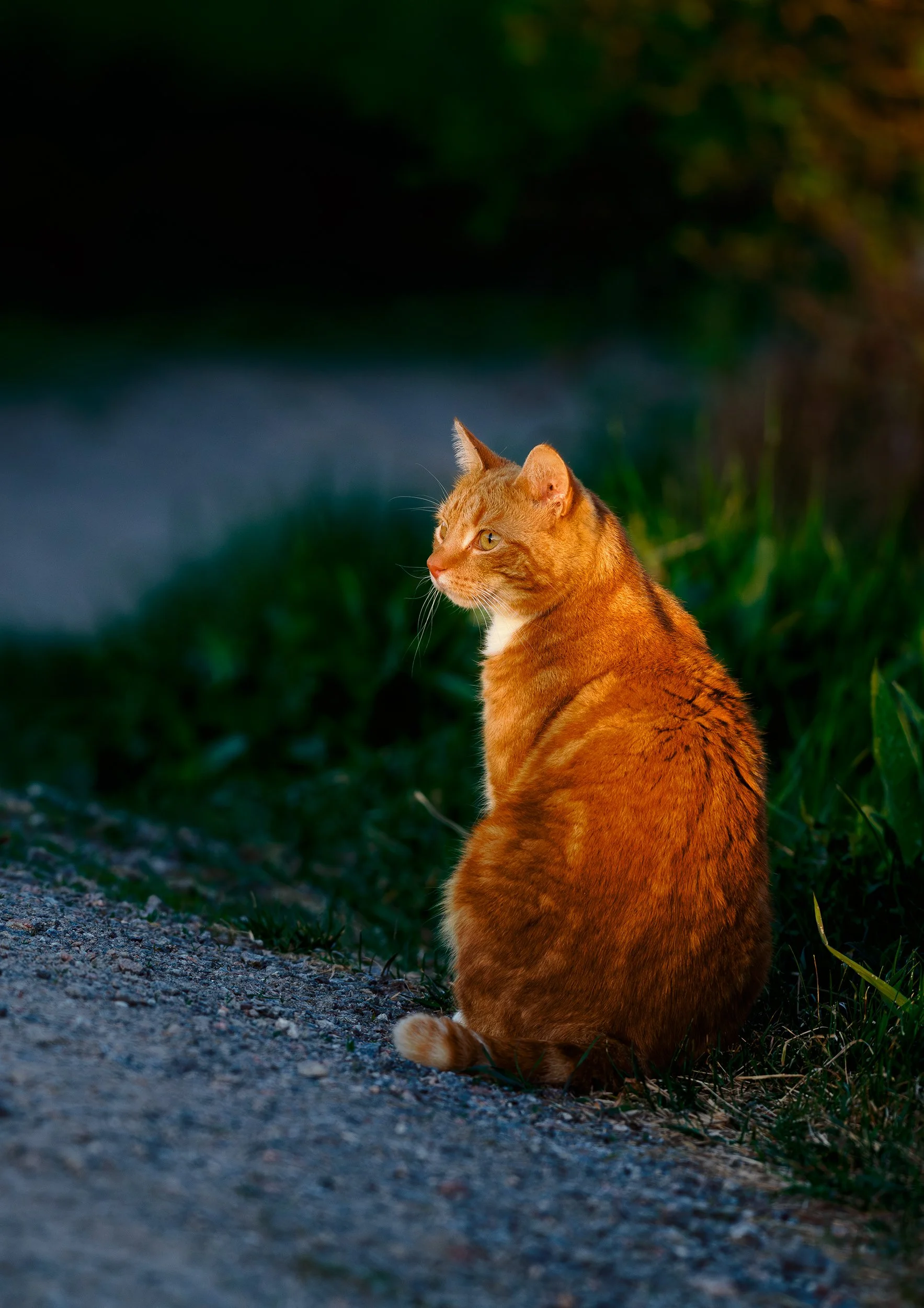 Cat_01.jpg