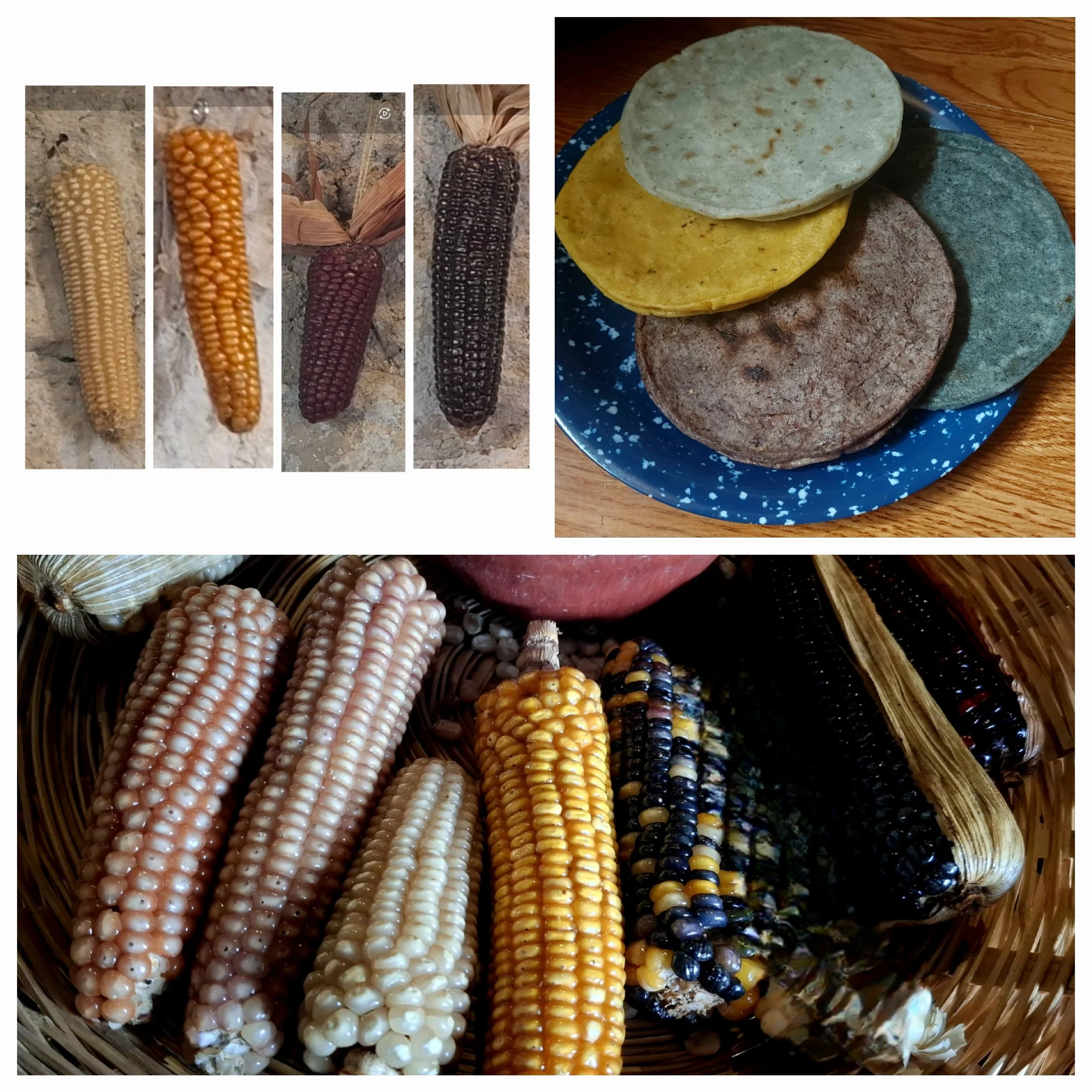 El Maíz, Más que un Alimento