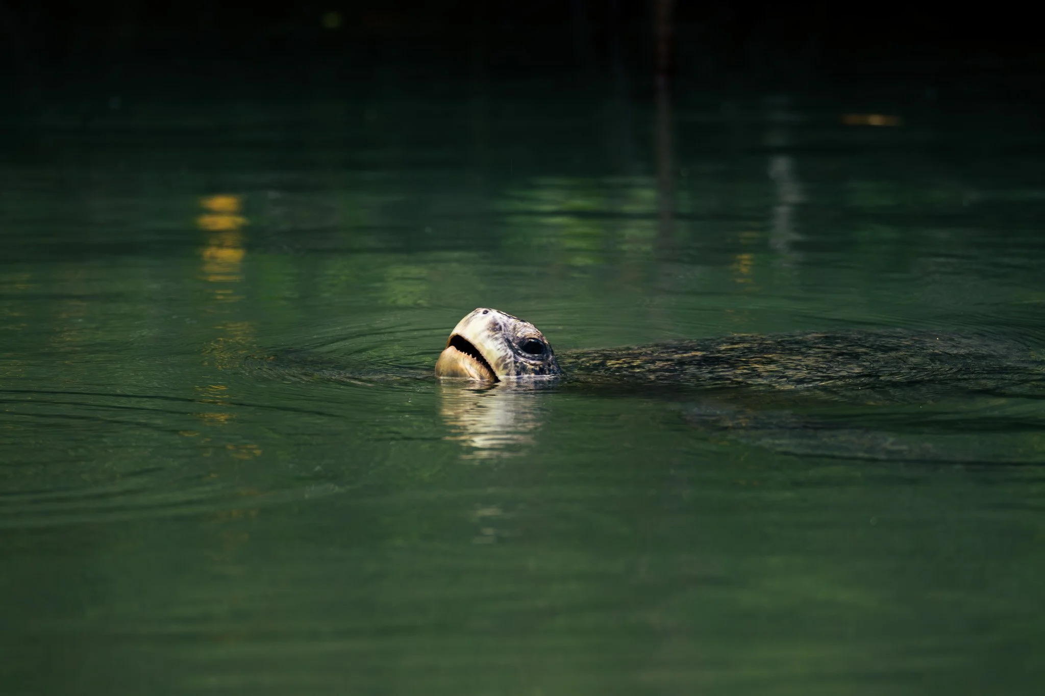 8U7A4272-Enhanced-NR.jpg