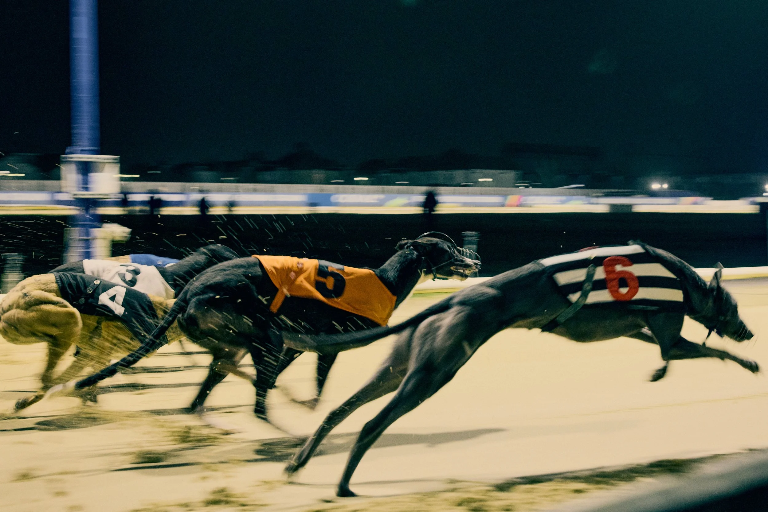 Romford_dogs_11373.jpg