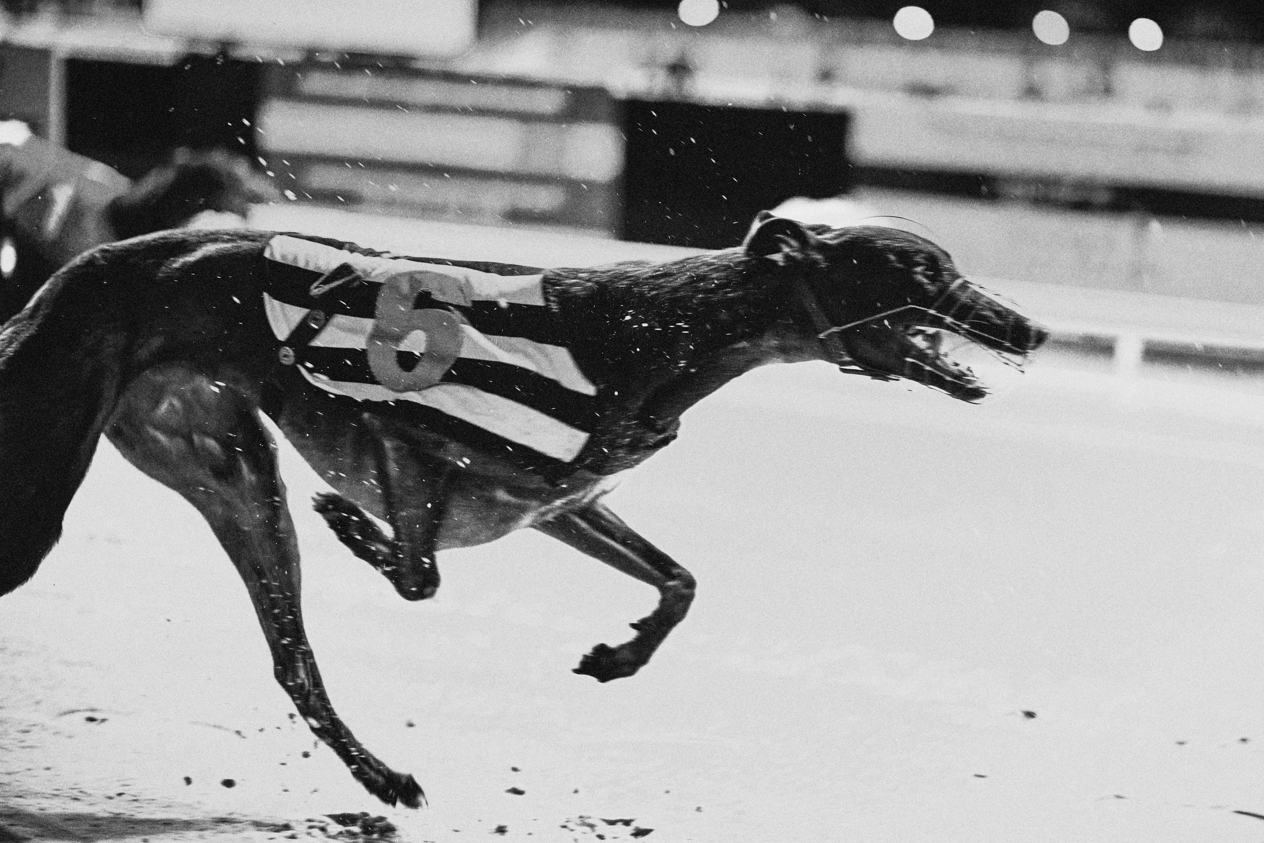 Romford_dogs_10758.jpg