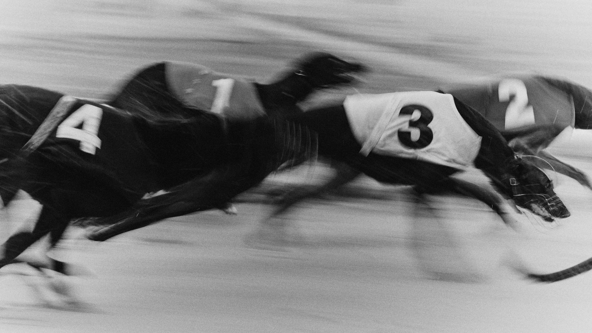 The last dog track