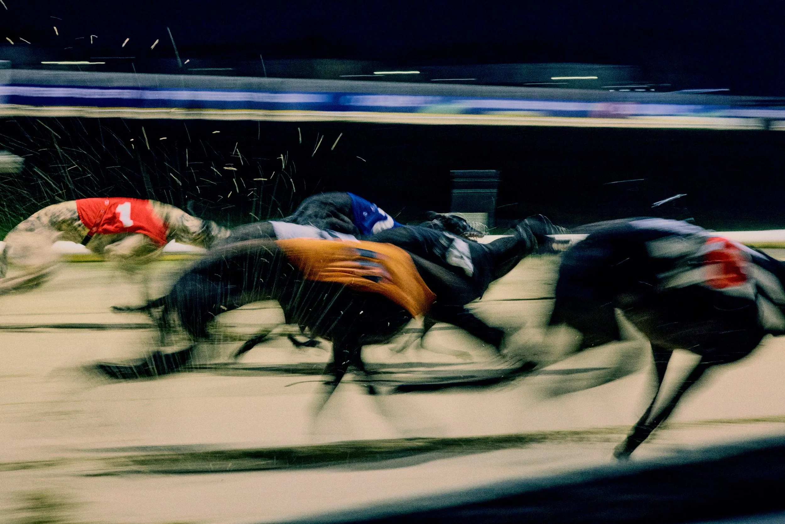 Romford_dogs_11545.jpg