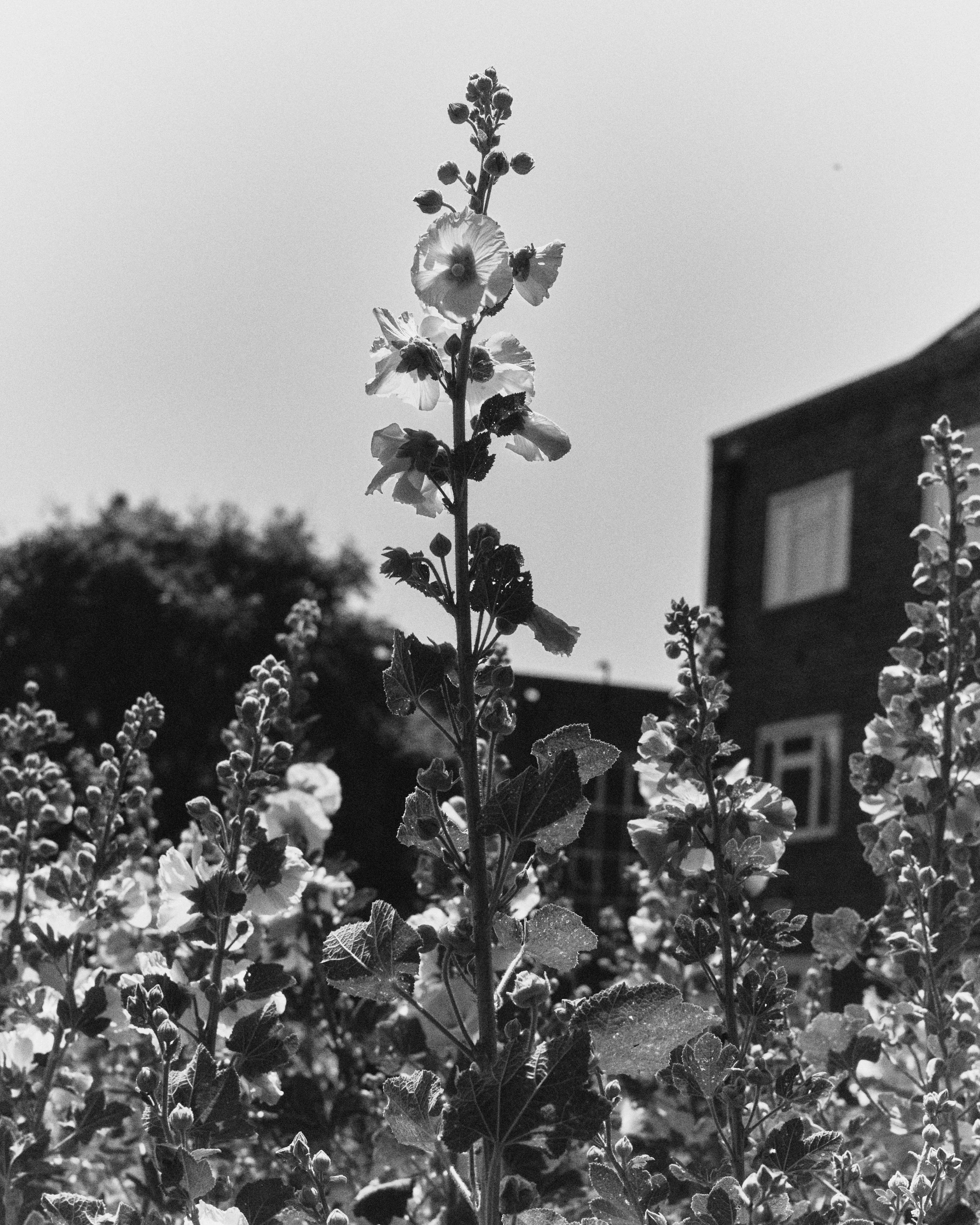 7I8A3609.jpg