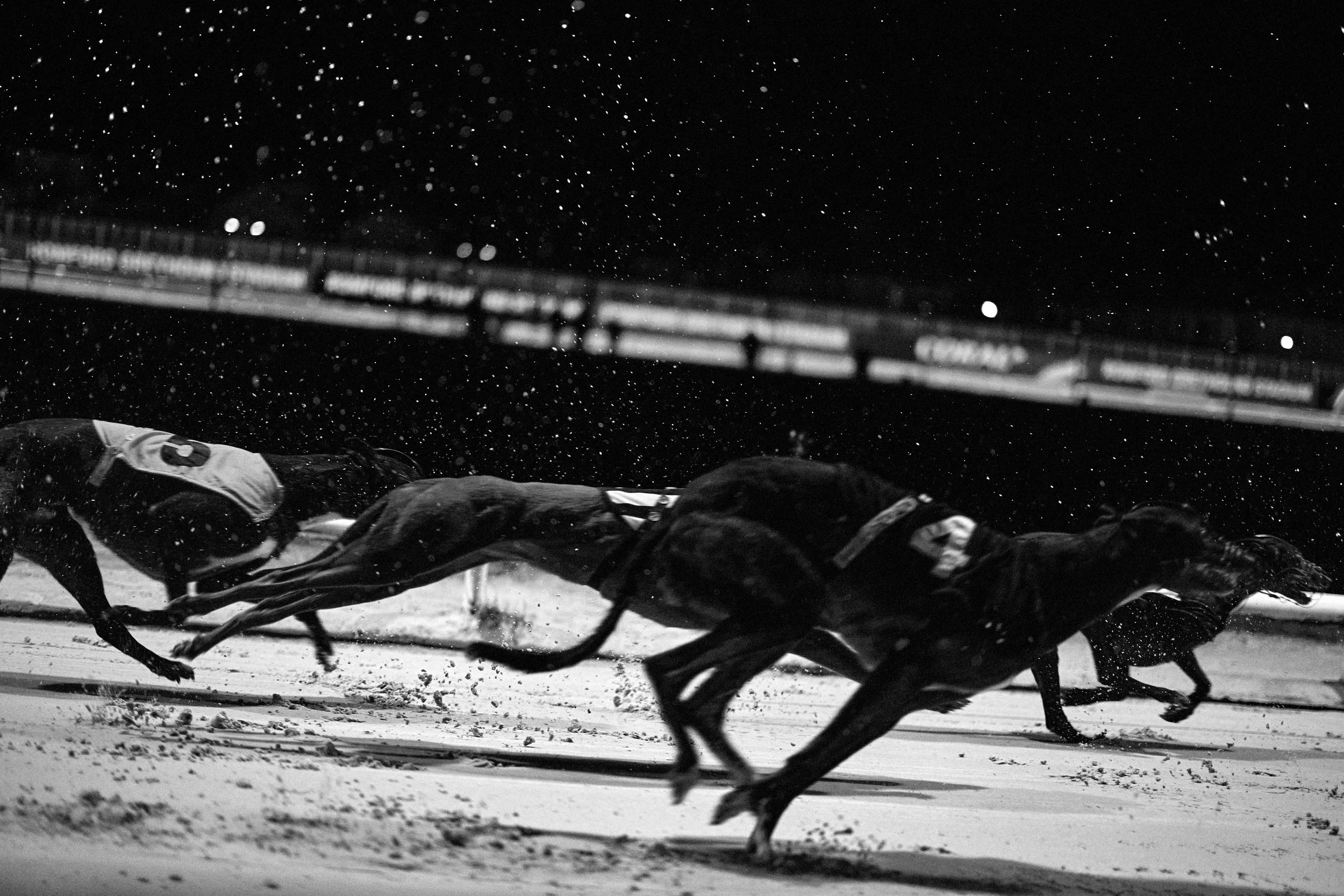 The last dog track