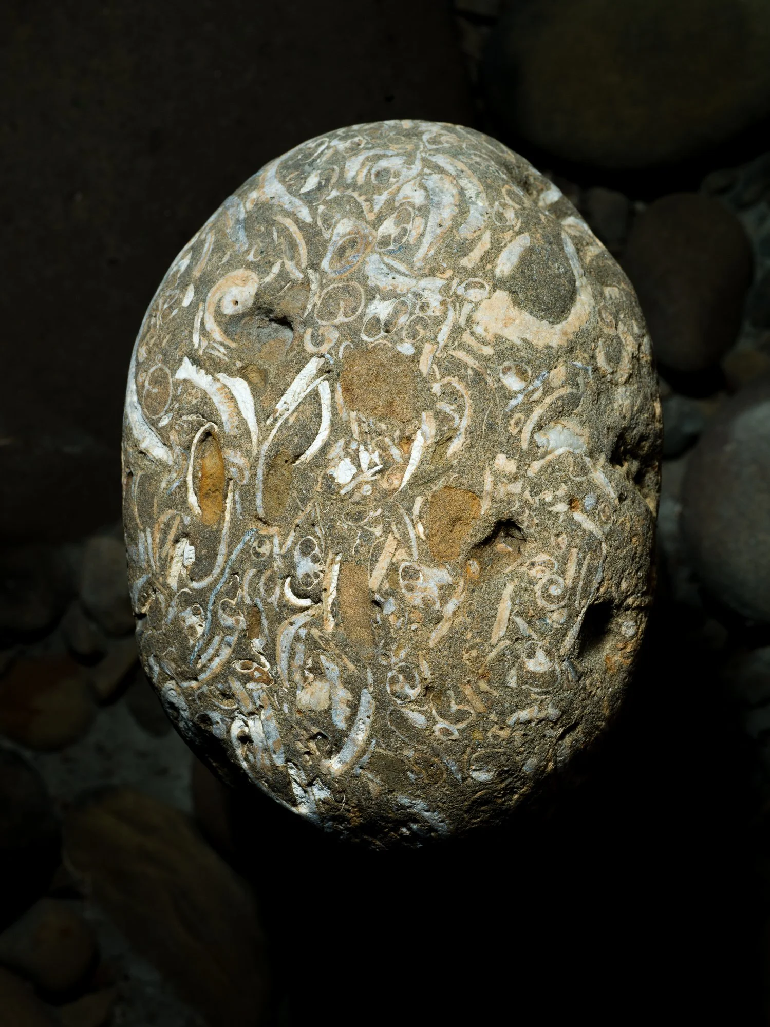 Intricate fossil from the Zéngwén River, suggesting the Taiwanese belief in nature's spiritual essence. 

Toā-lāi, Tainan, Taiwan 2023.
