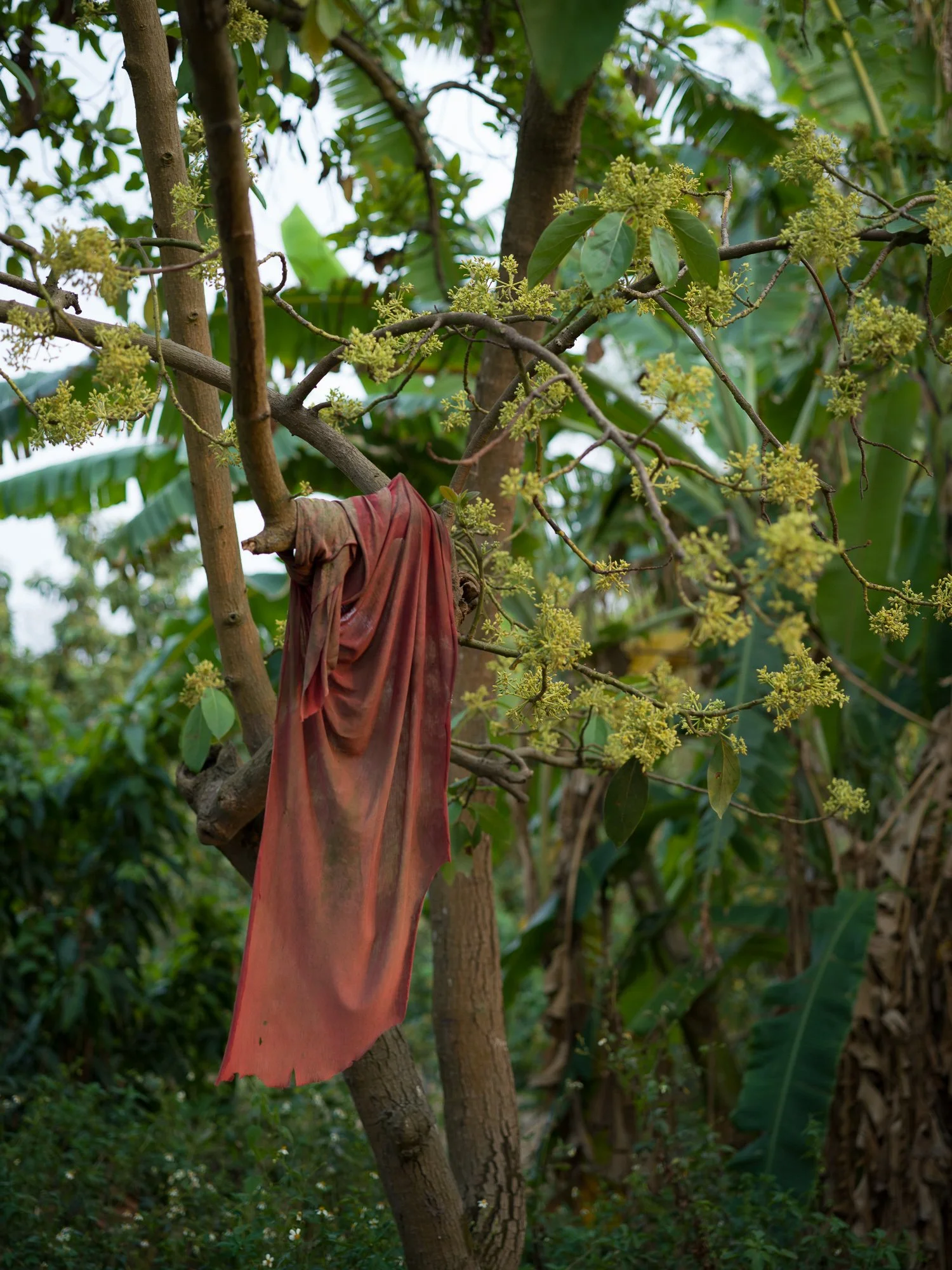 Red cloth on a mango tree symbolizes guardian spirits.

Môa-tāu, Tainan, Taiwan 2021.