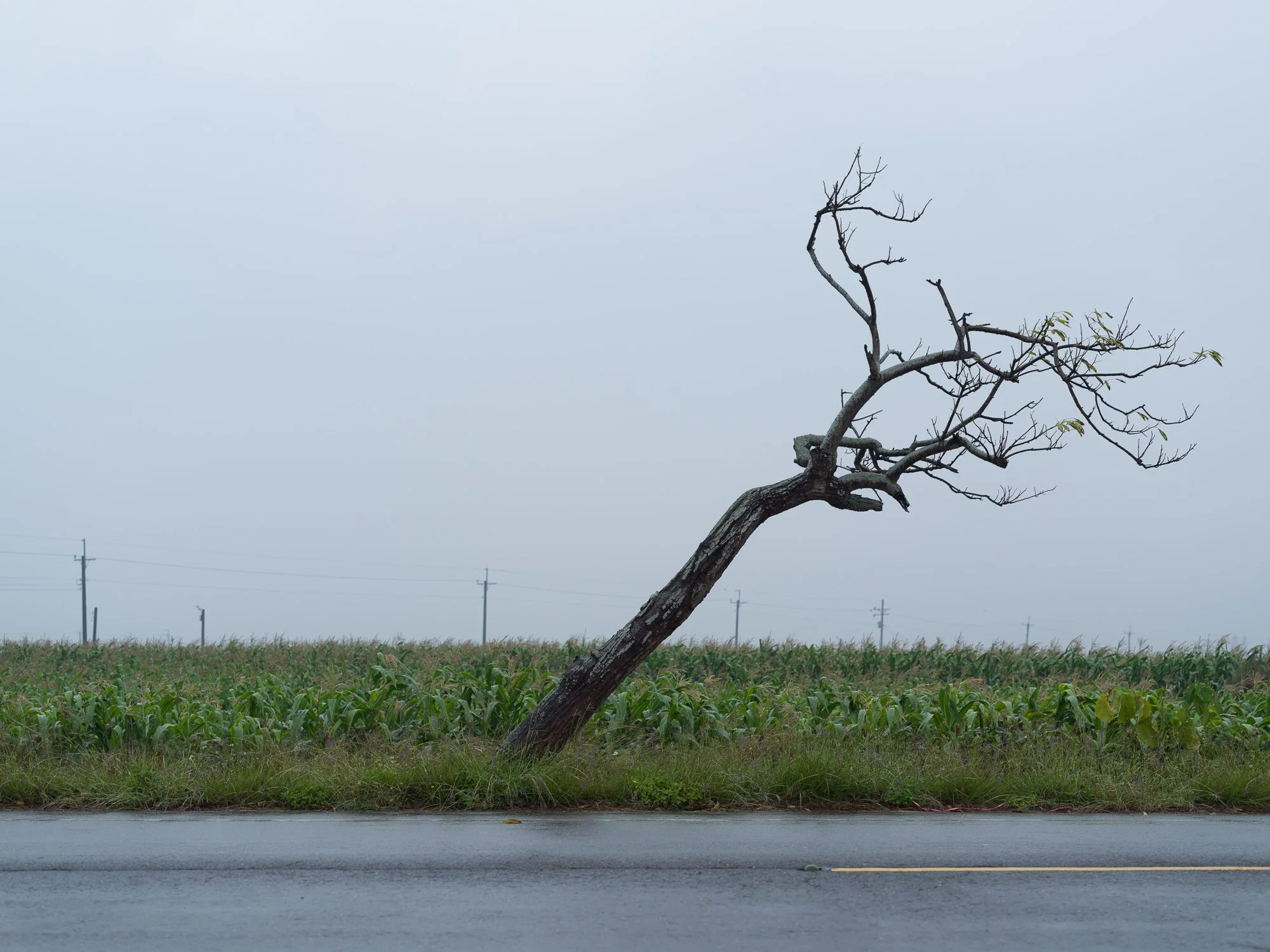 "A lone, leaning tree stands resiliently by the roadside.

Ka-lí, Tainan, Taiwan 2021."