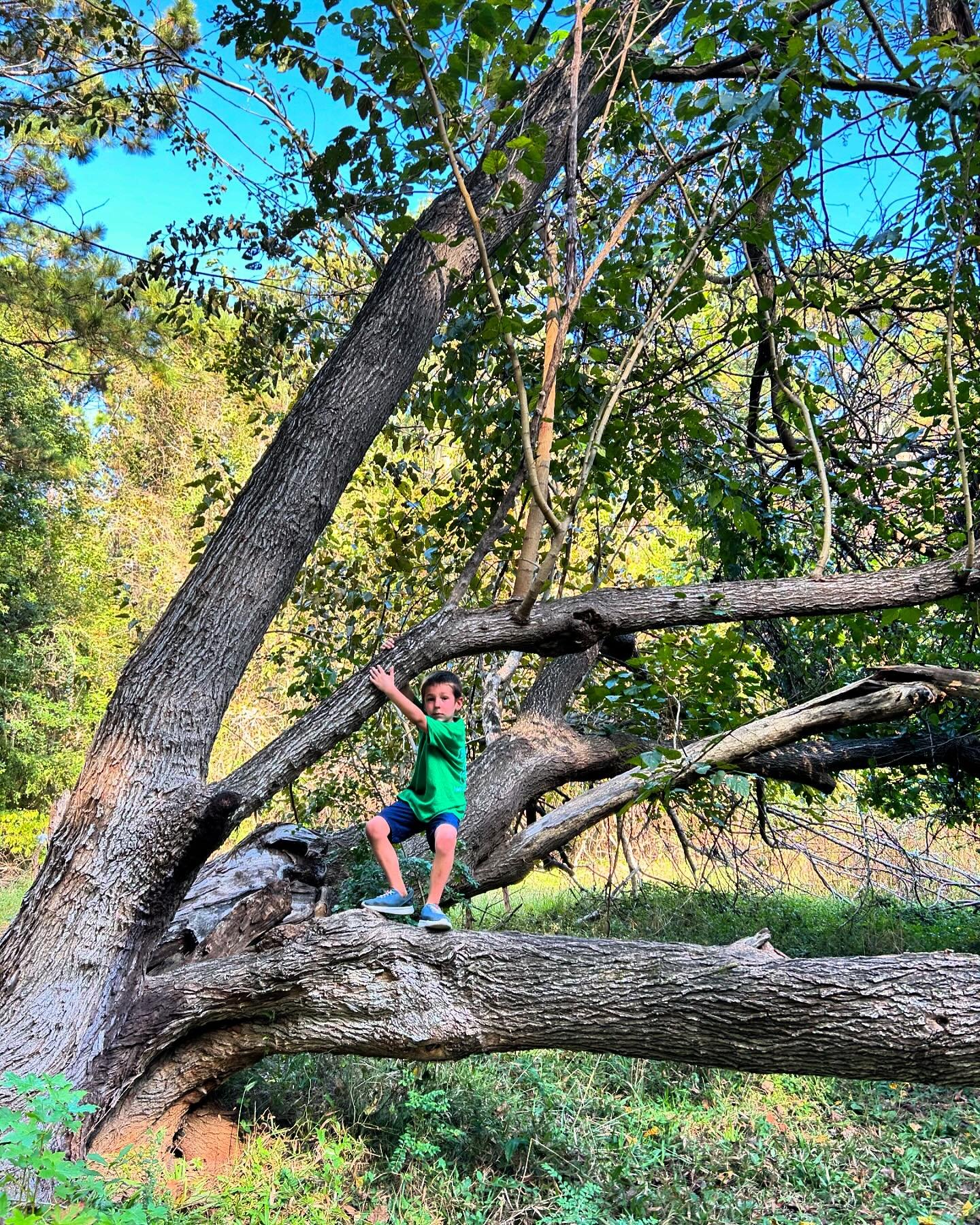 Swinging from the trees! 🌳 💛🥾