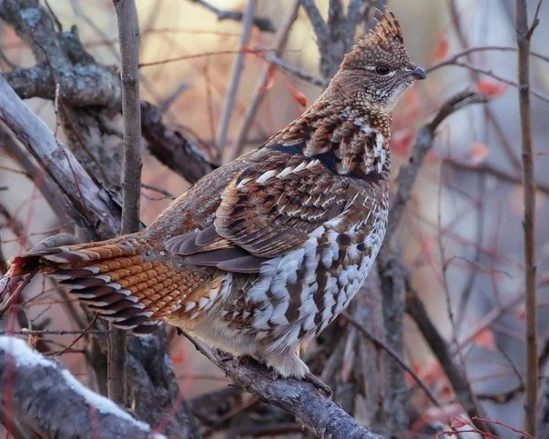 Who We Are — Ruffed Grouse Society of Canada
