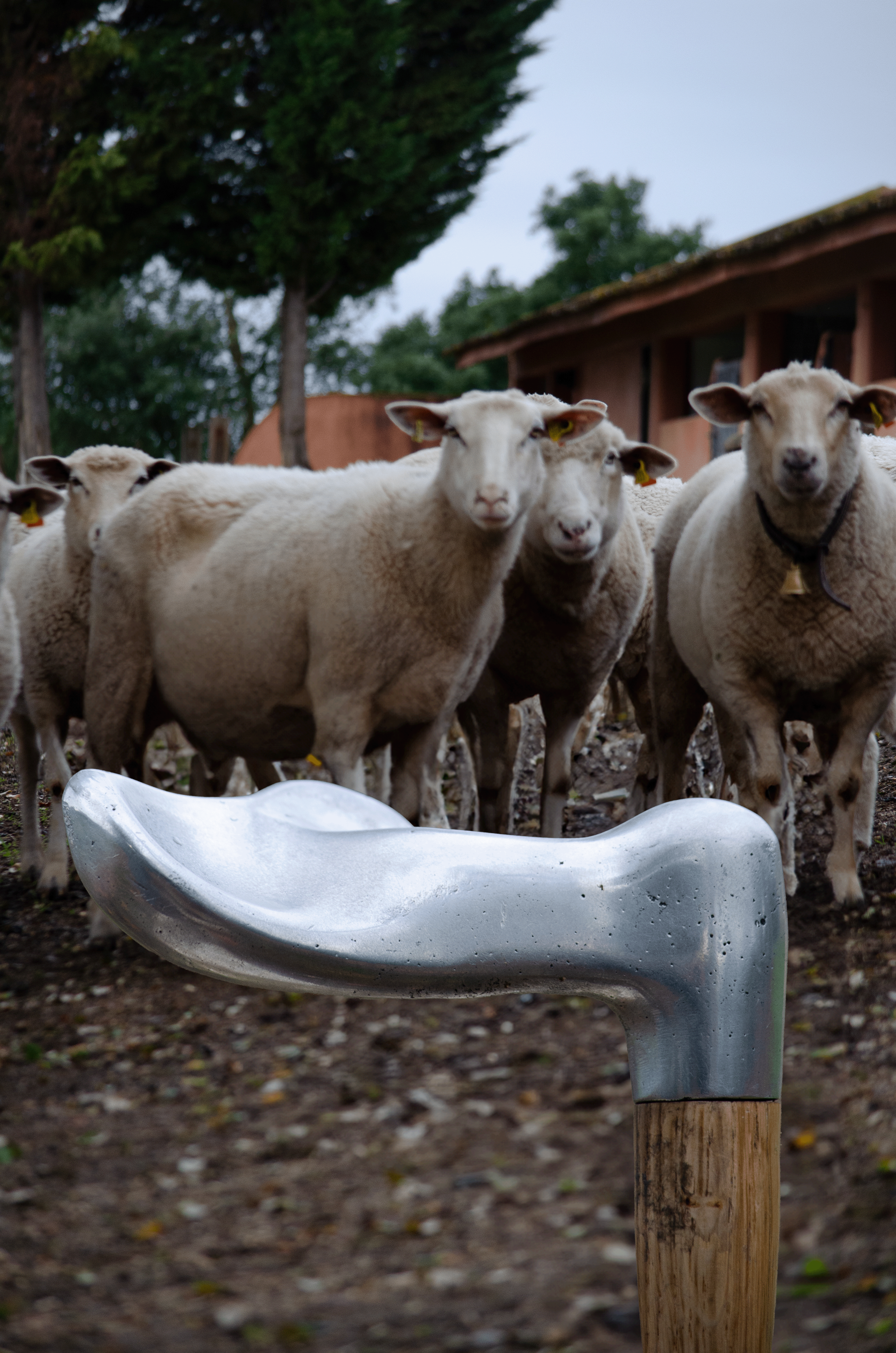 walkingstick_pepevalenti_goats_small.png
