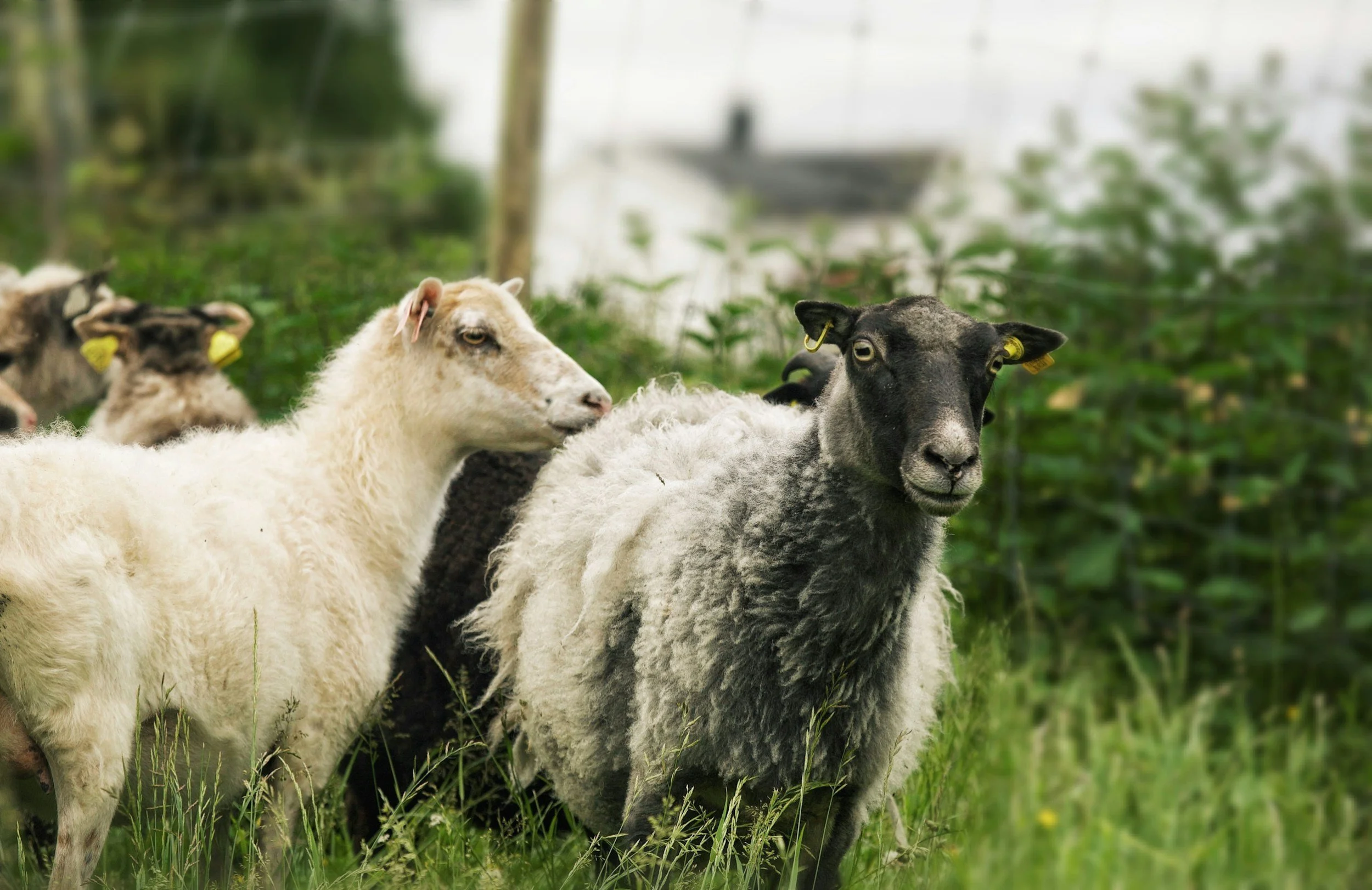 Kristne er så mangt.