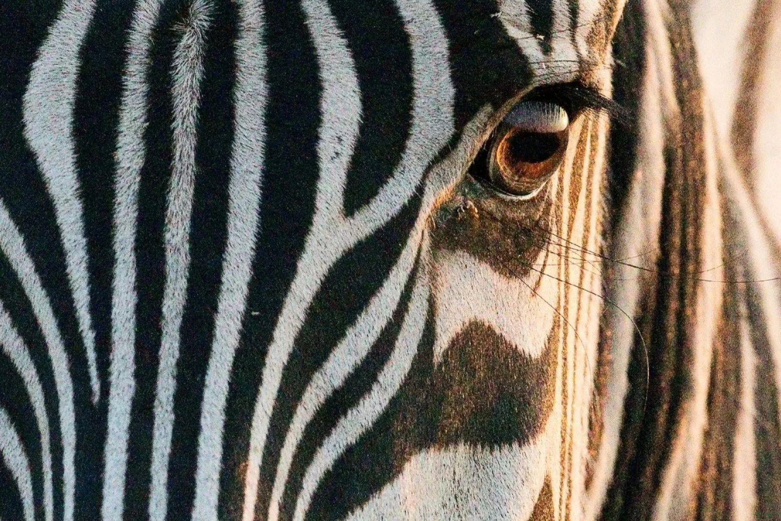 Så hva feiler det meg egentlig?🦓