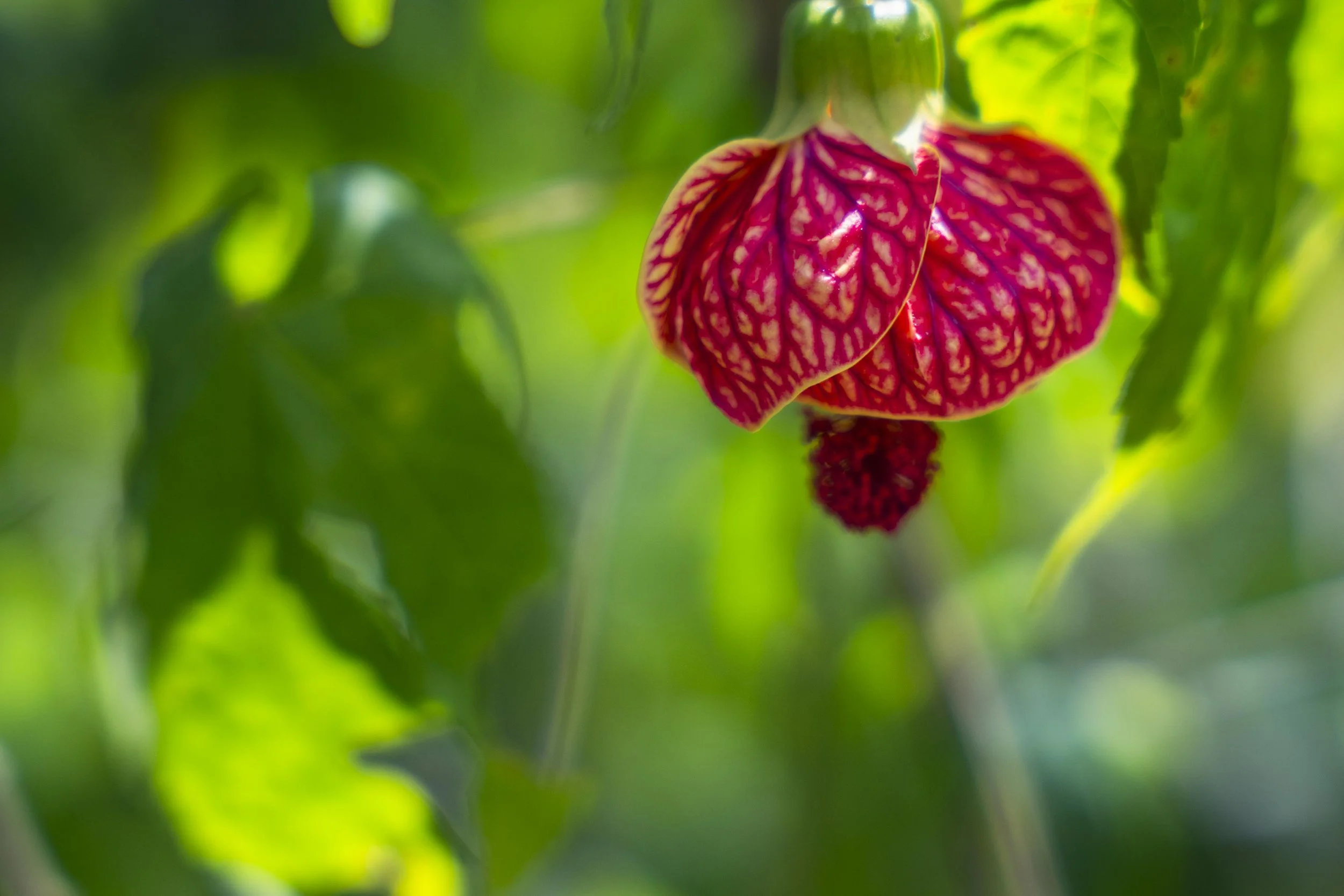 Bok Tower Gardens Photos-2.jpg