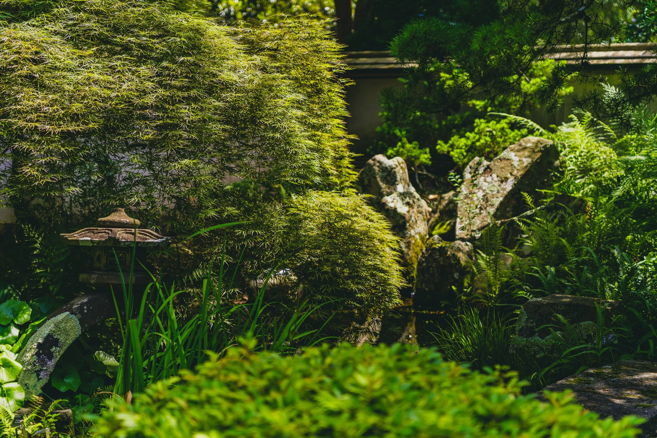 6-27-25 Atlanta Botanic Gardens-9.jpg