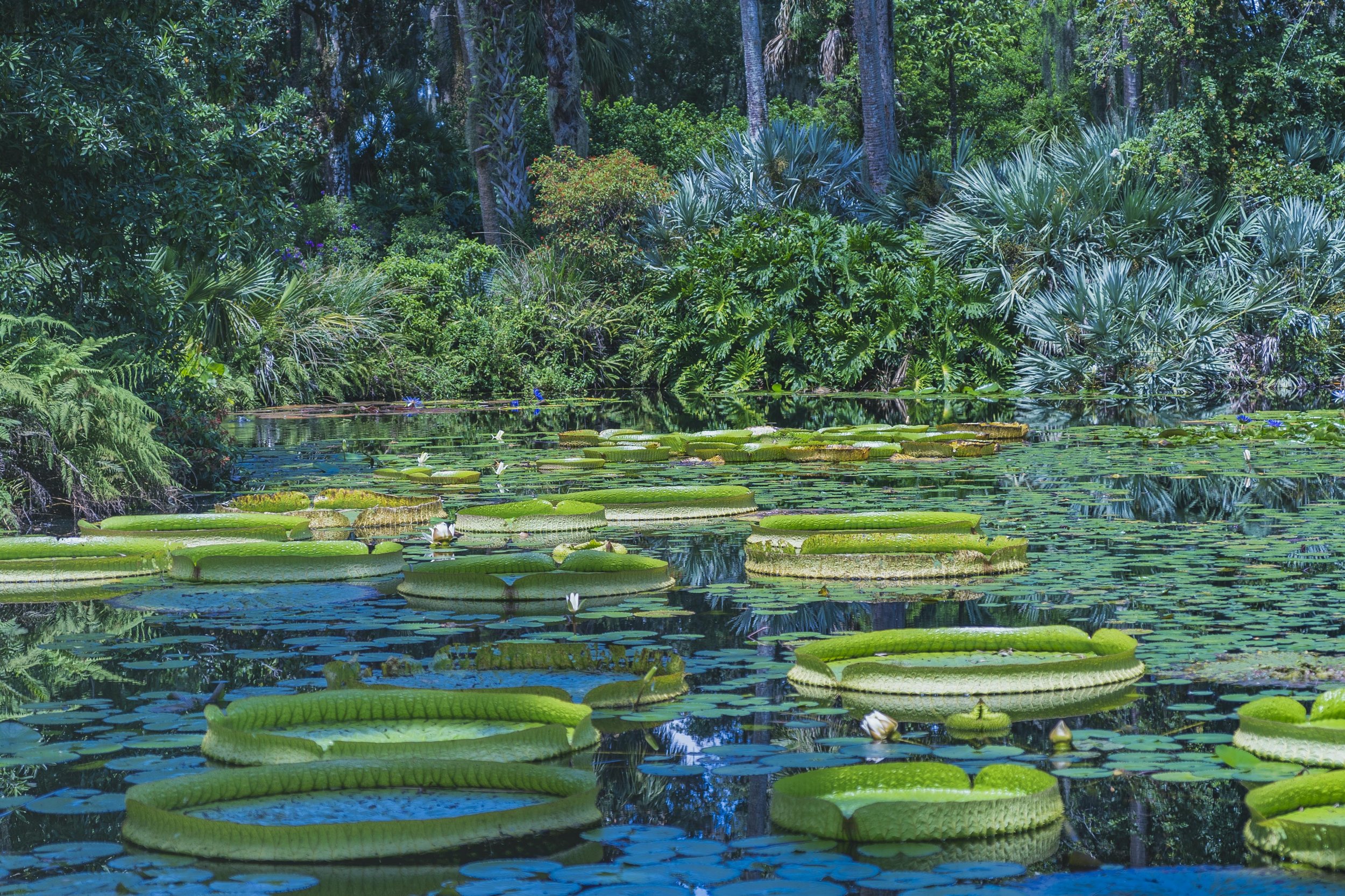 Bok Tower Gardens Photos-14.jpg