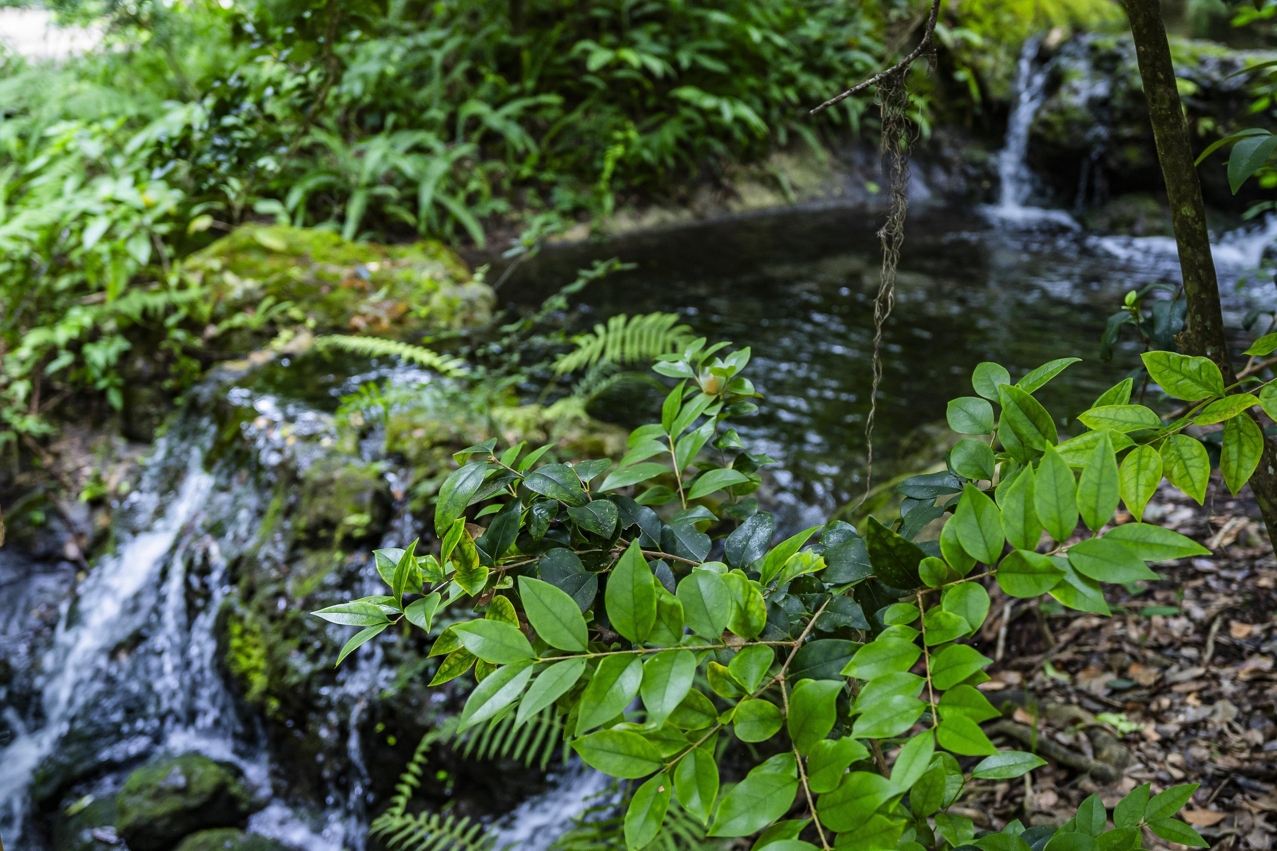 6-29-24 Rainbow Springs SP -21.jpg