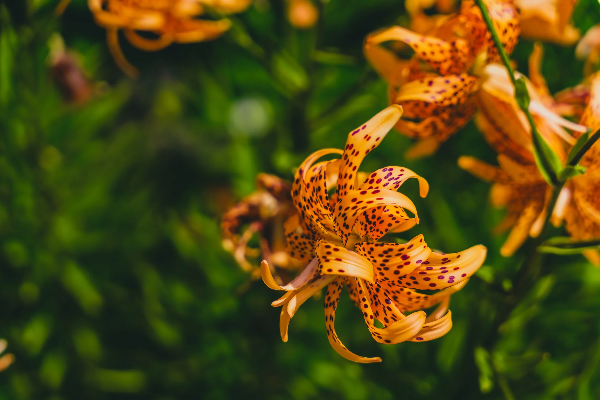 6-27-25 Atlanta Botanic Gardens-21.jpg