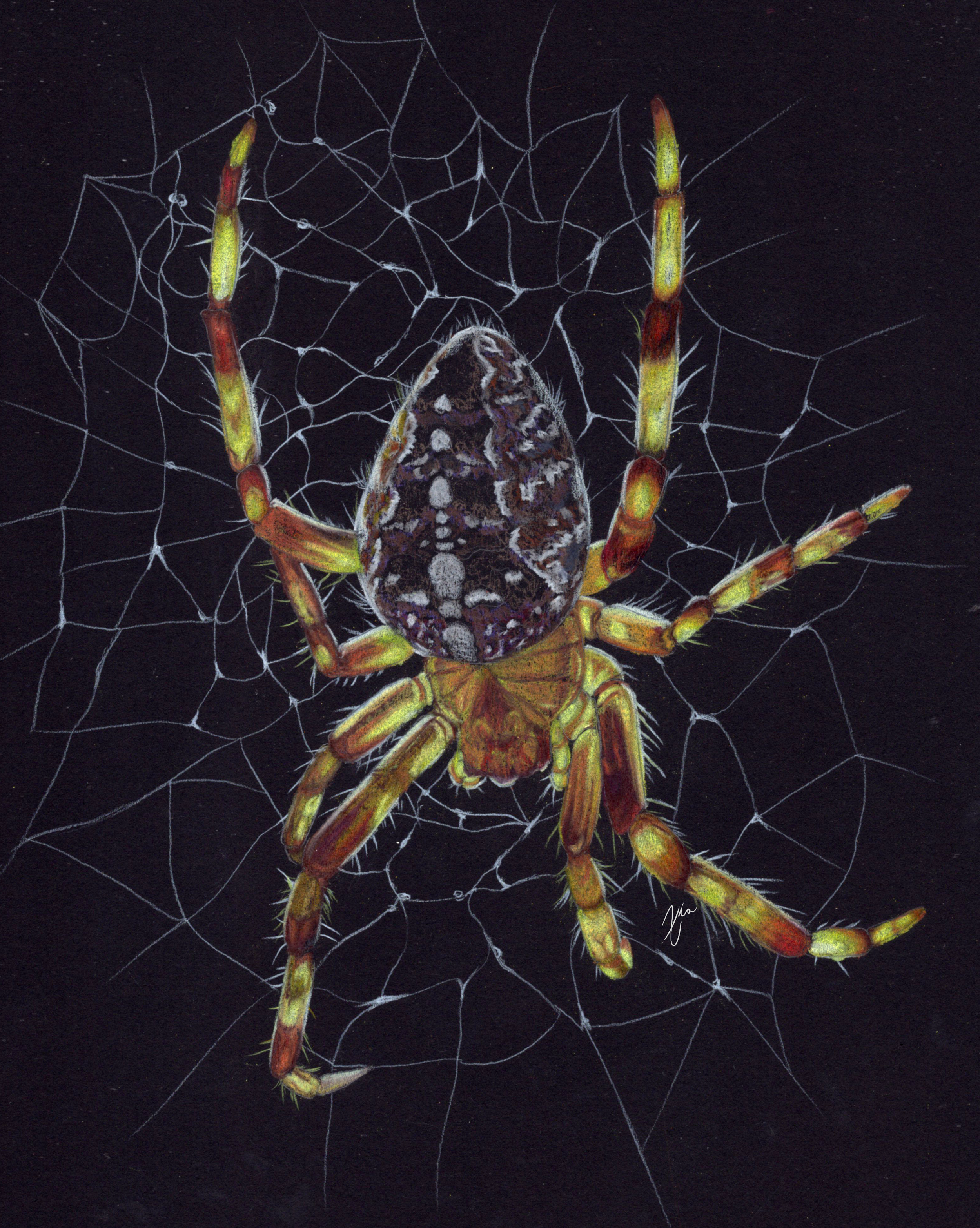 banded orb weaver - single subject.png