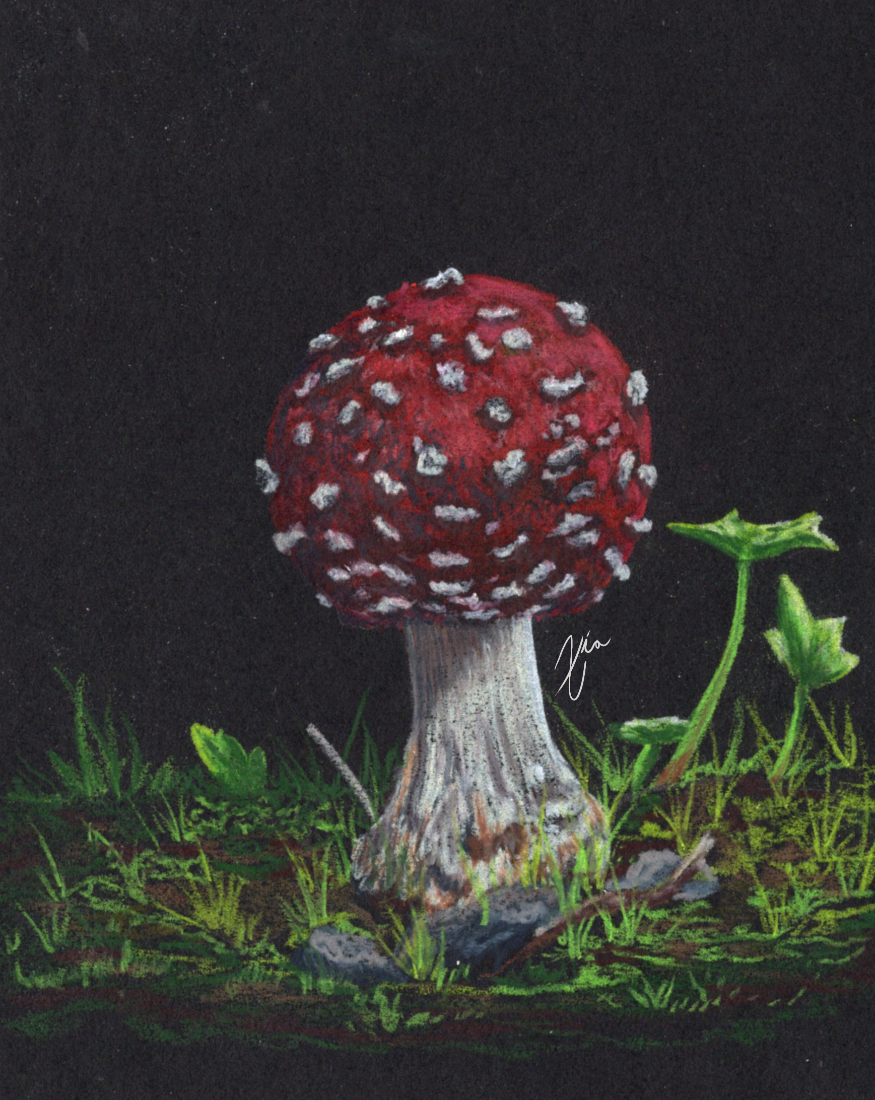 mushroom-single subject -02.png