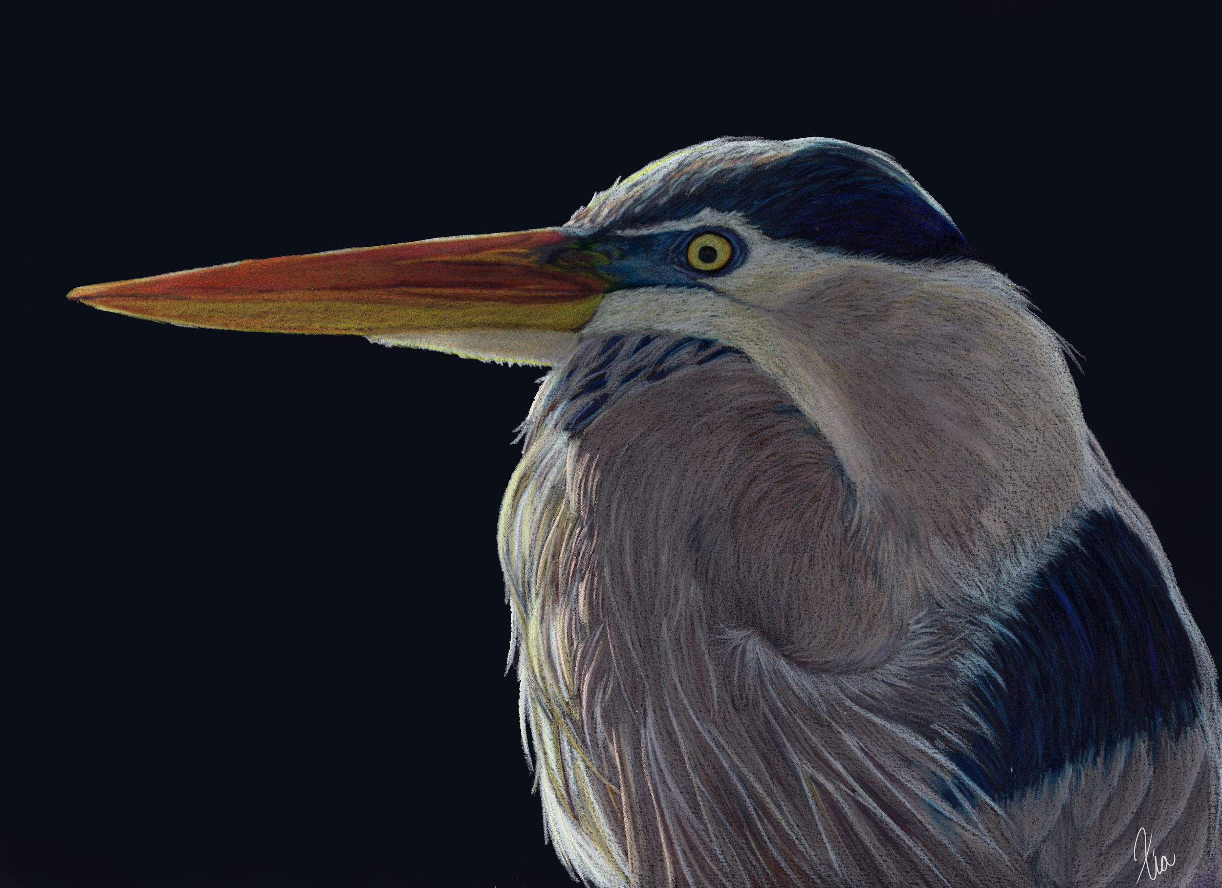 400_blue heron.png