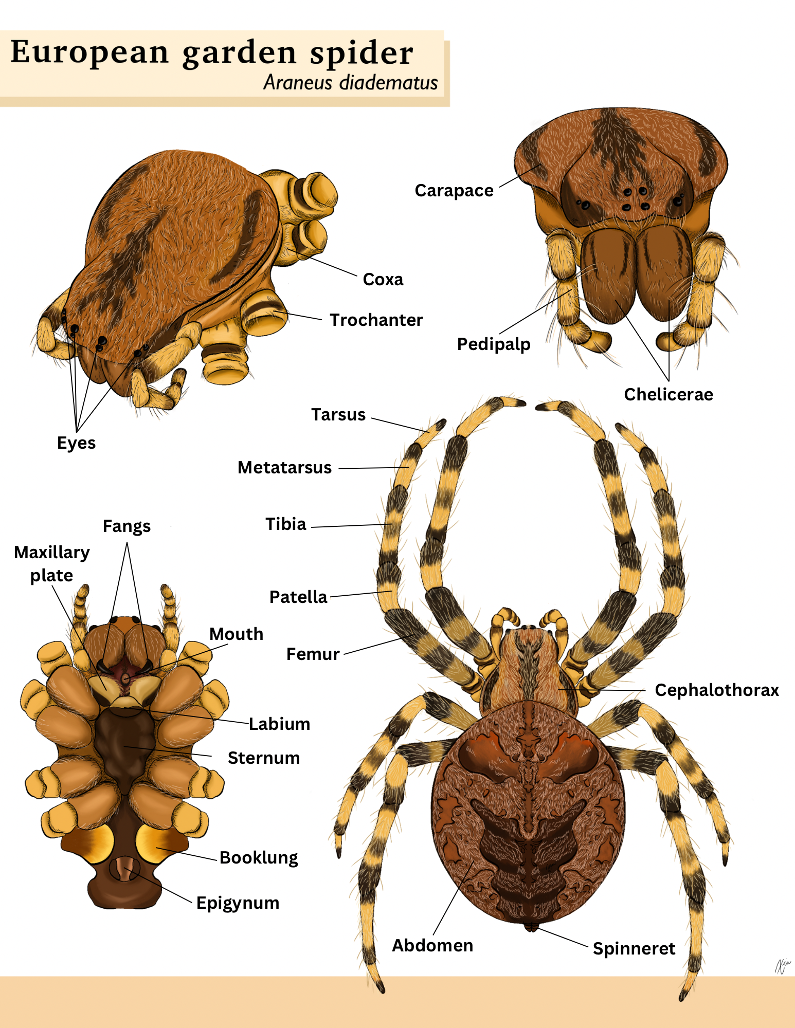 Pedipalp6.png
