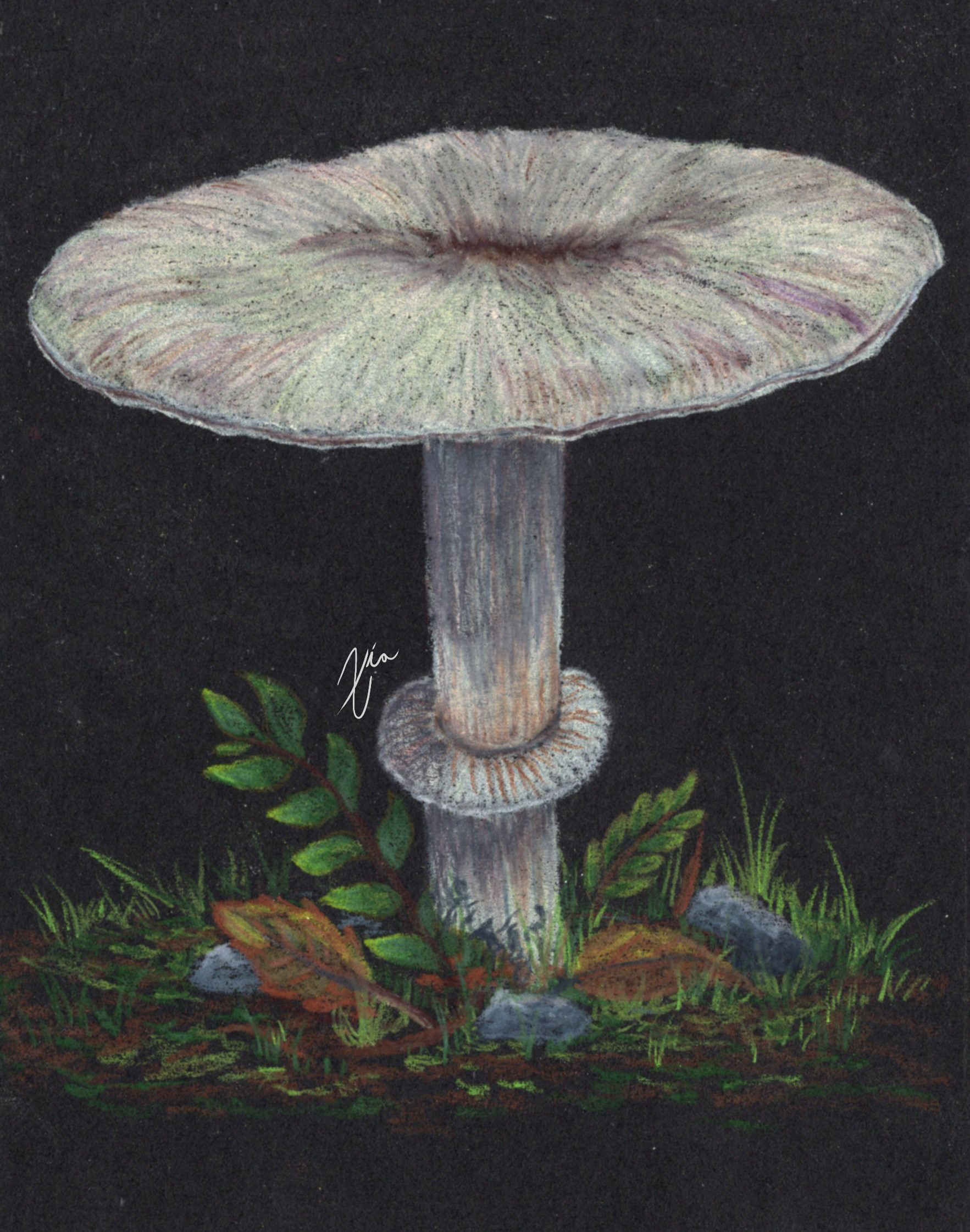 mushroom-single subject -01.png