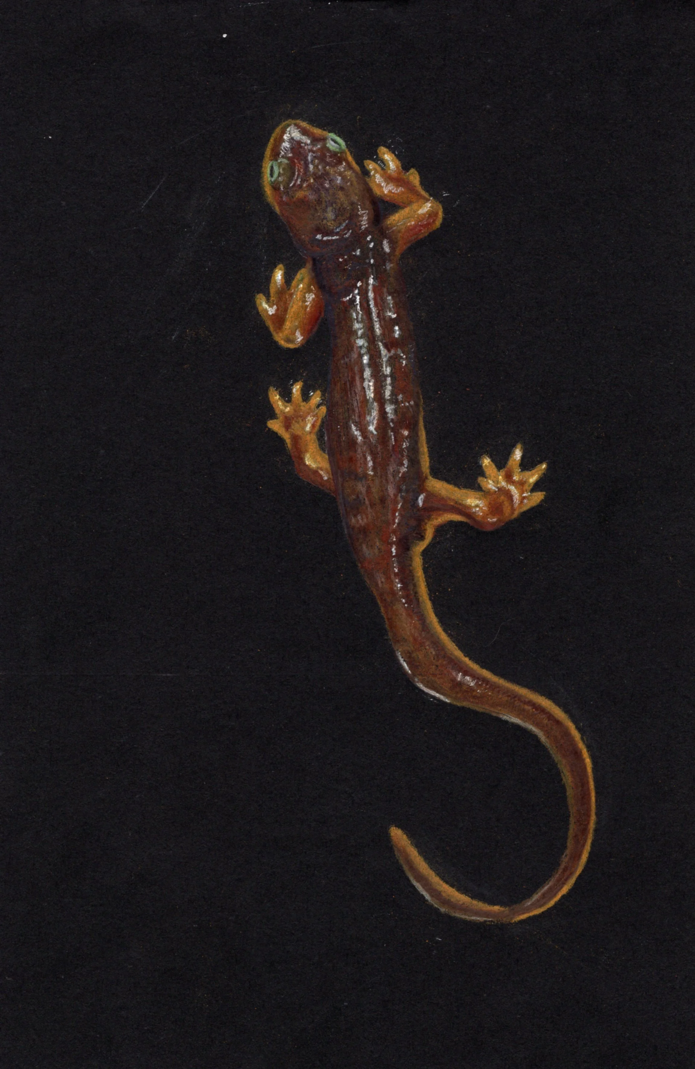California Newt.jpg