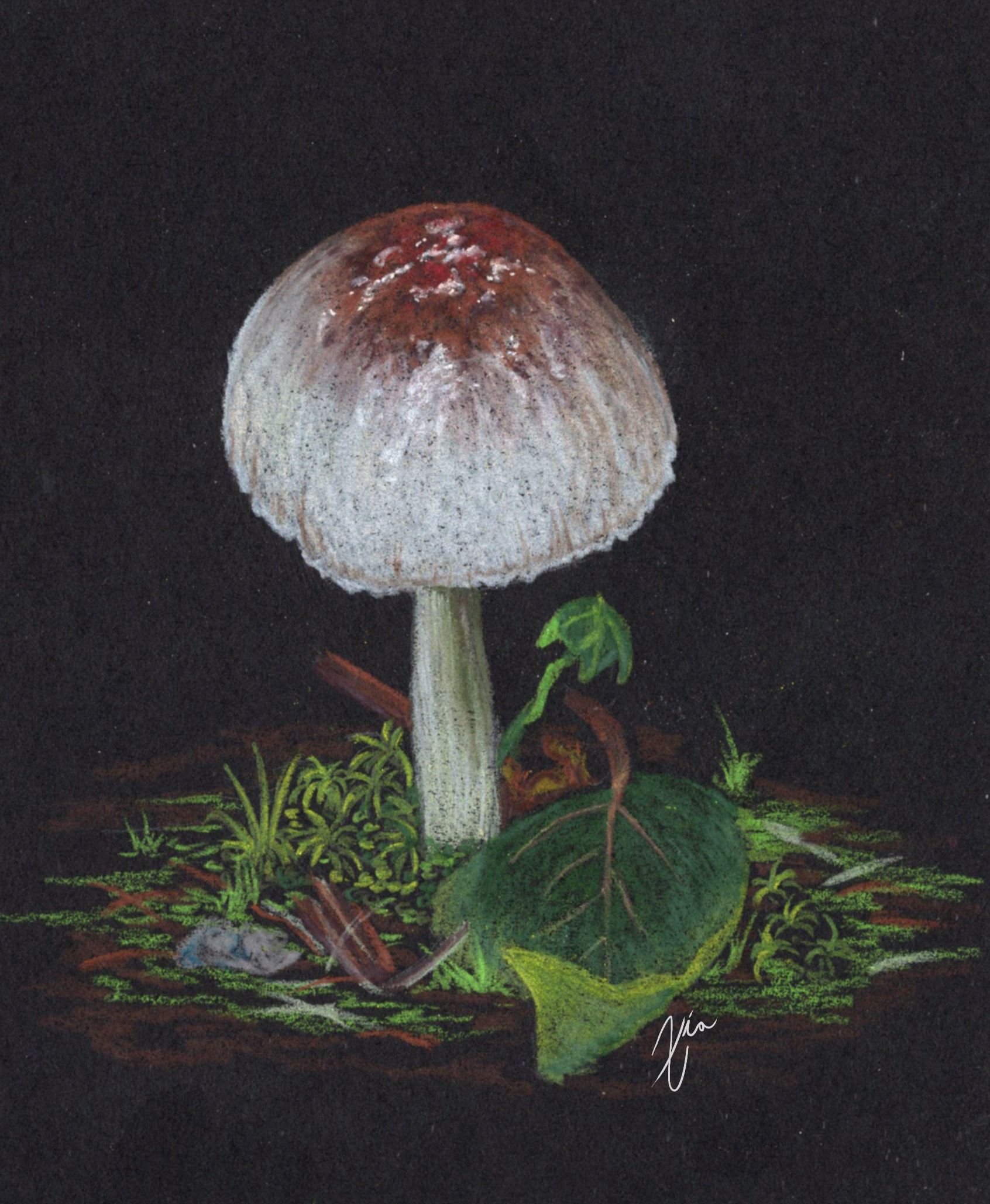mushroom-single subject -03.png