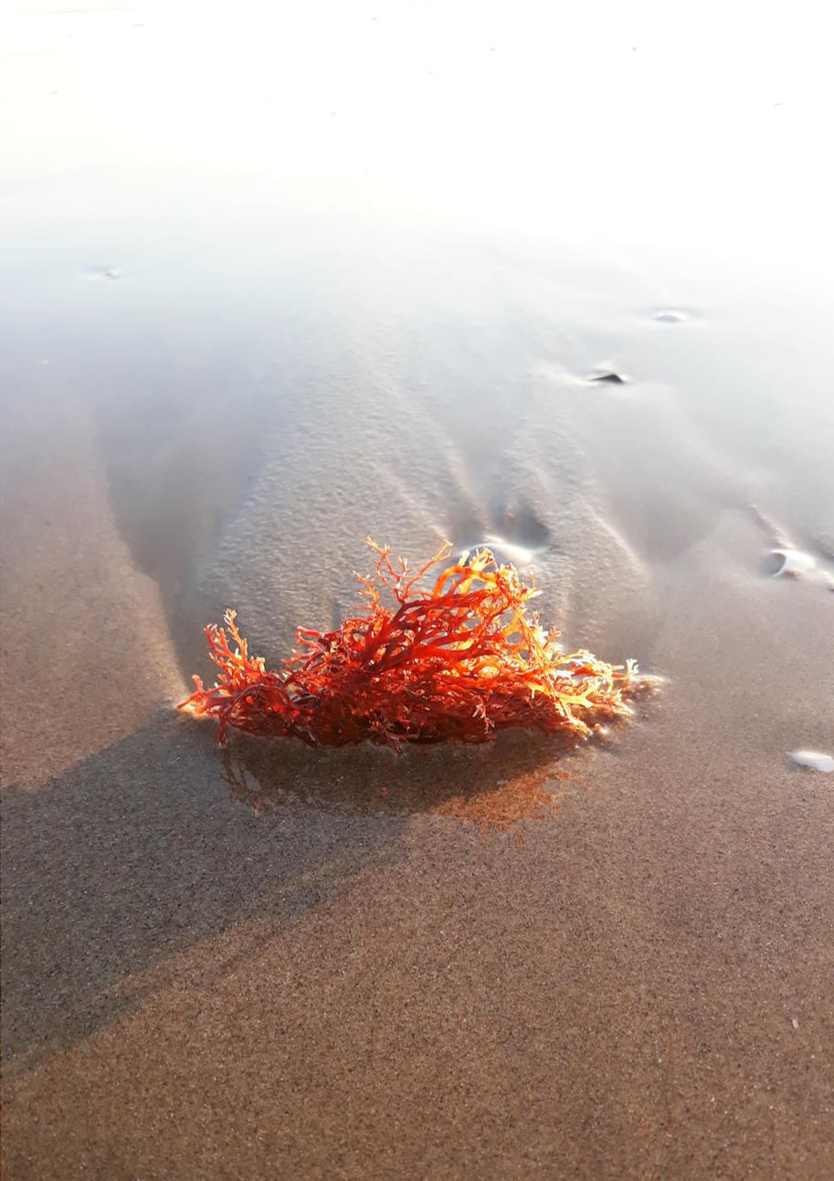 El corazón del agua