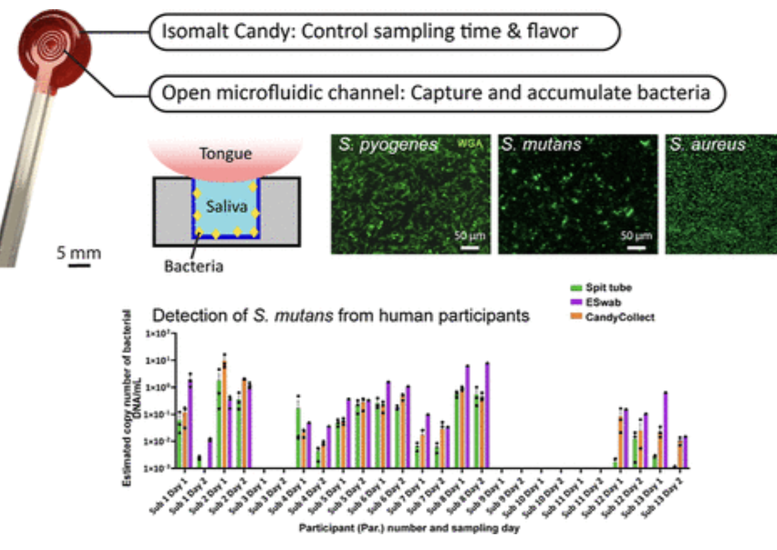 At-Home Saliva Sampling in Healthy Adults Using CandyCollect, a Lollipop-Inspired Device