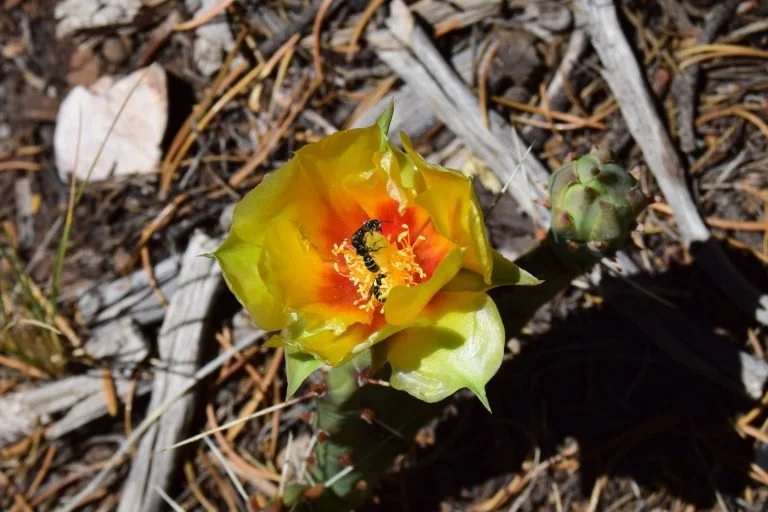De bloem van de Prickly Pear cactus