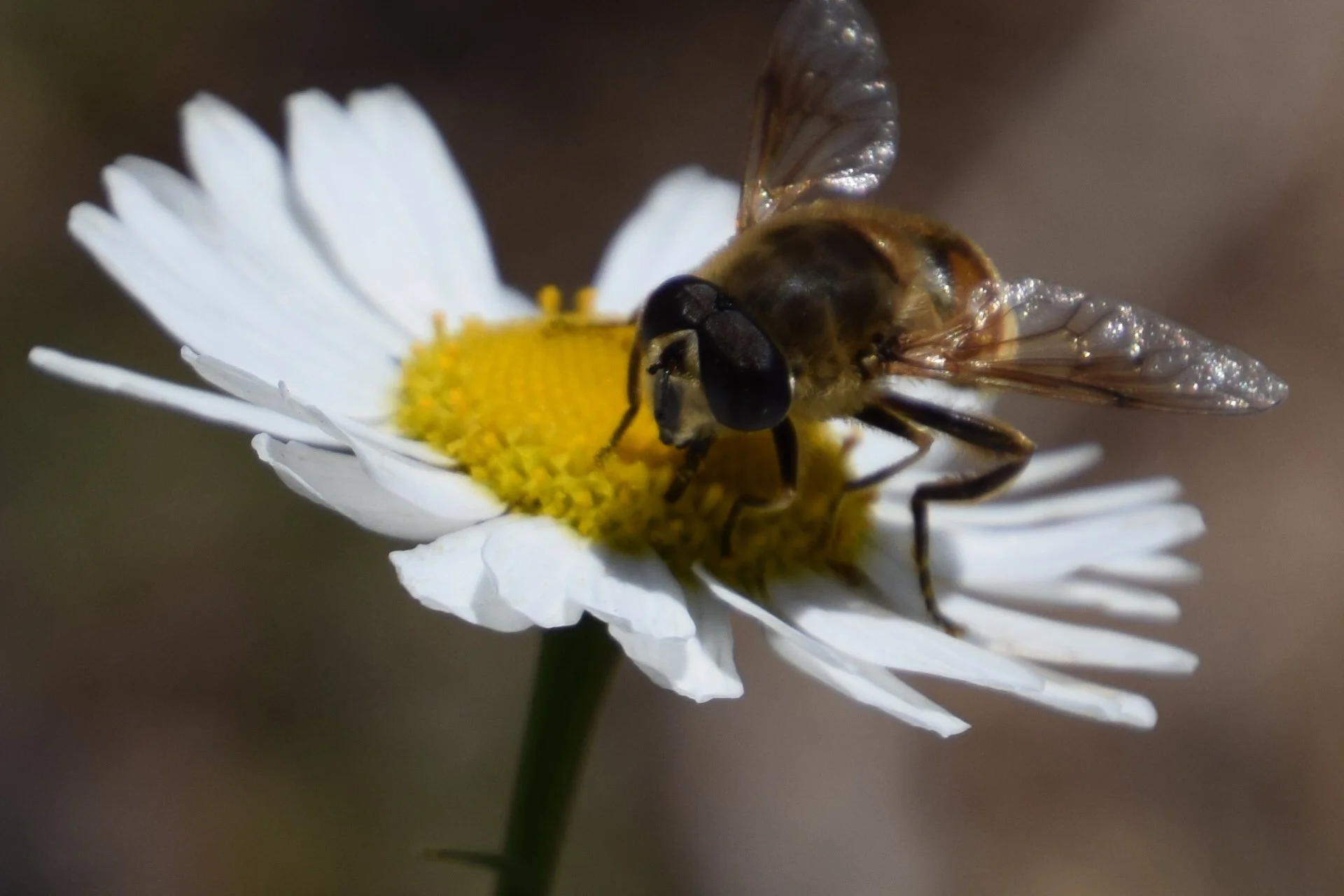 CSC_0418.JPG