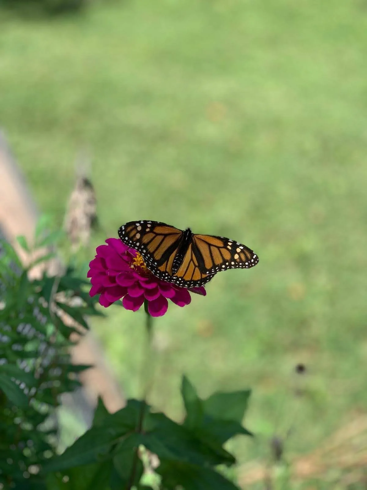 IMG-20190814-WA0000.jpg