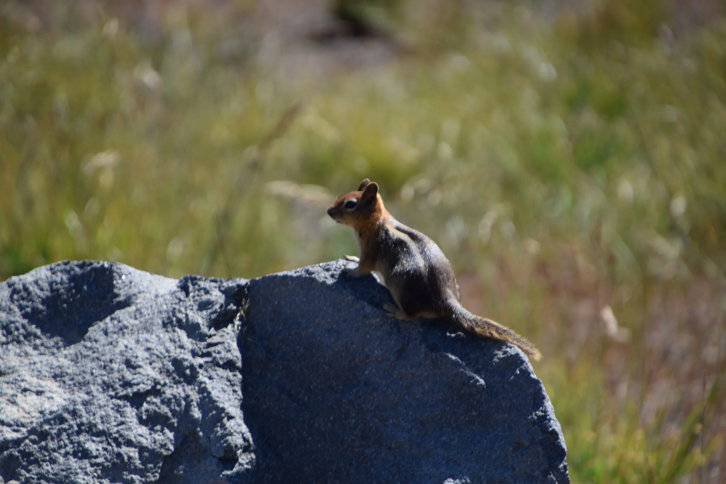 DSC_0096.JPG