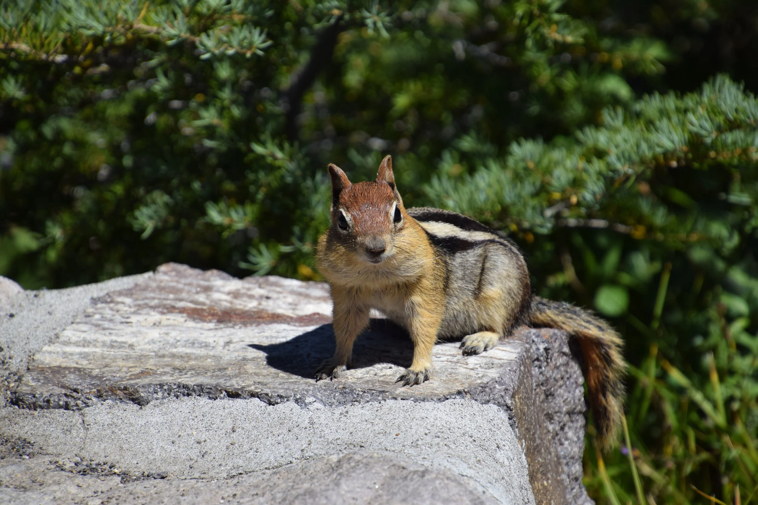 DSC_0107.JPG