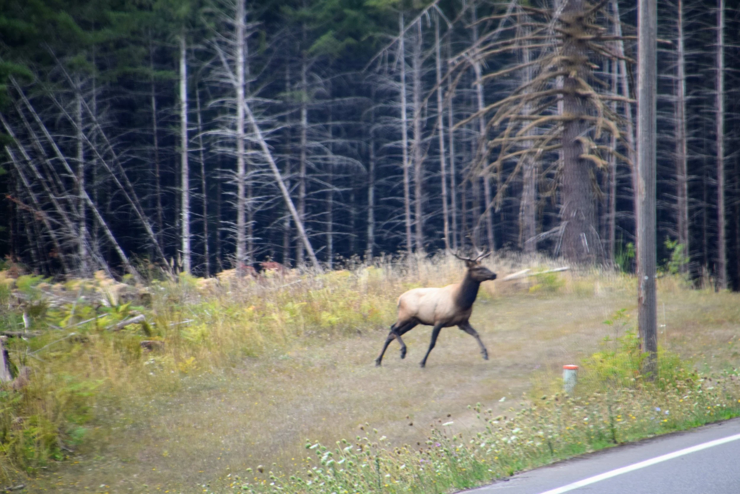 DSC_0246.JPG