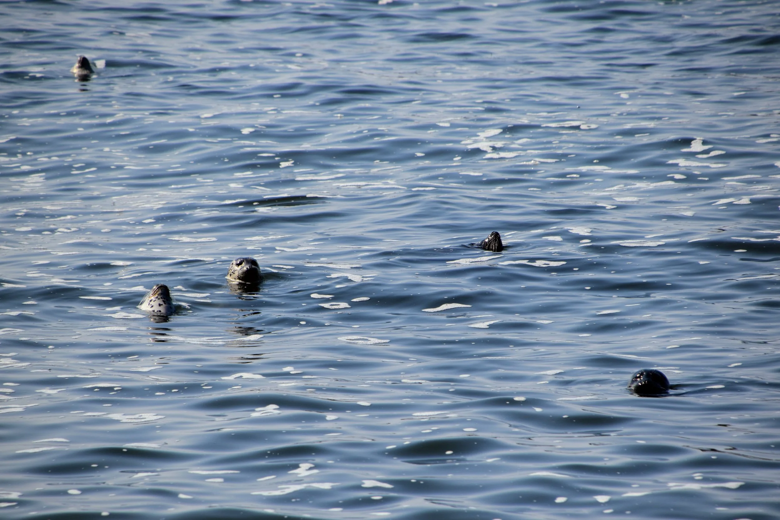 DSC_0494.JPG